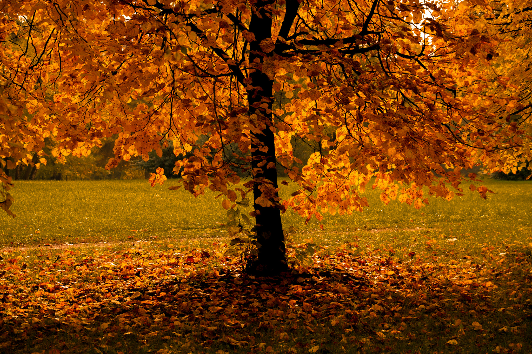 Sony DT 18-135mm F3.5-5.6 SAM sample photo. Dsc photography
