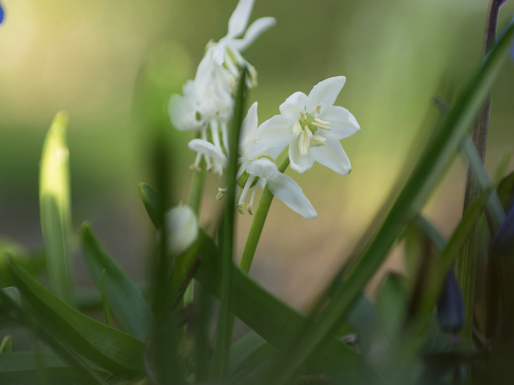 Olympus OM-D E-M1 sample photo. Flower  photography