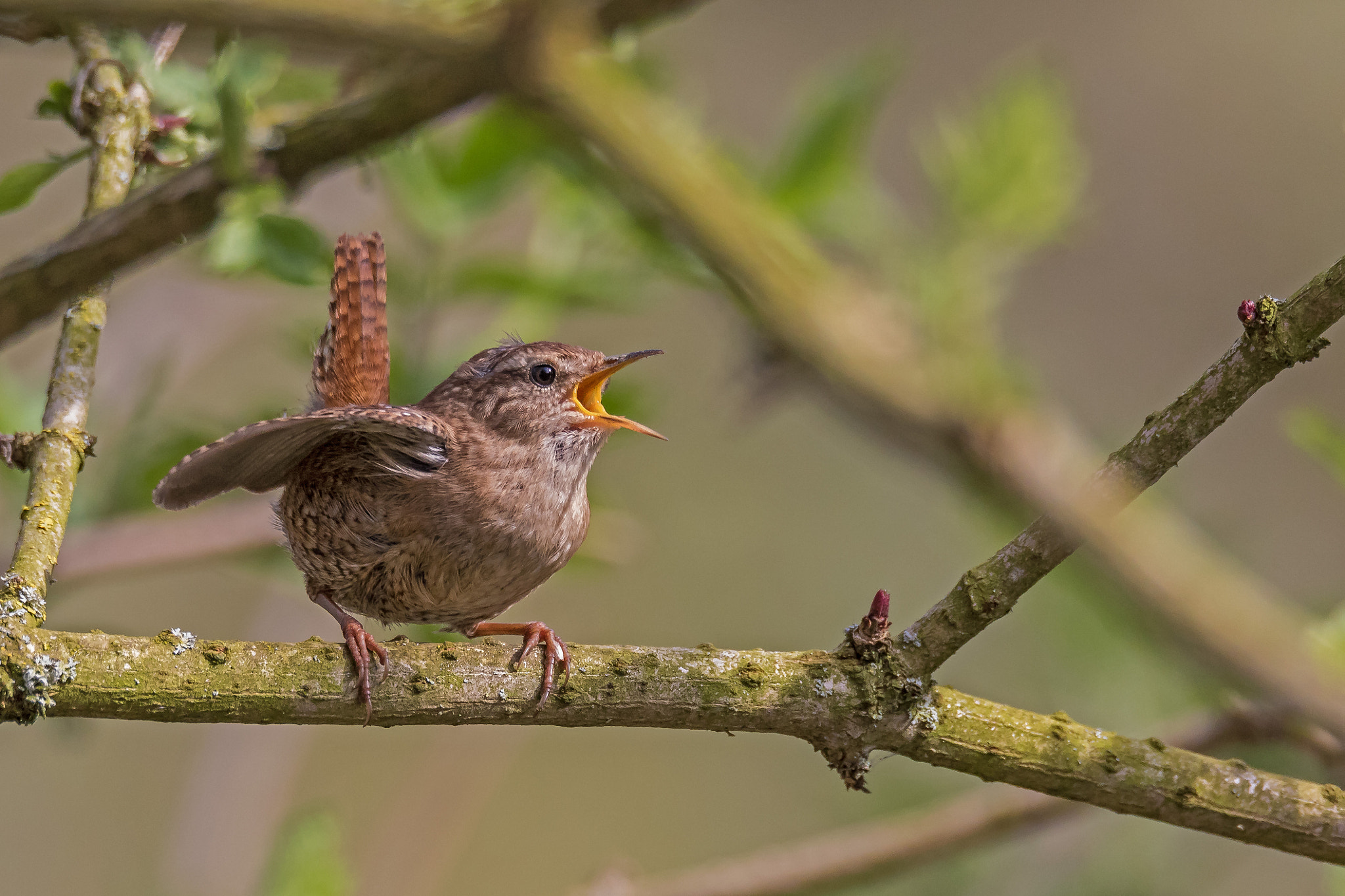 Canon EOS 7D Mark II + Sigma 150-600mm F5-6.3 DG OS HSM | S sample photo. Eurasian wren photography