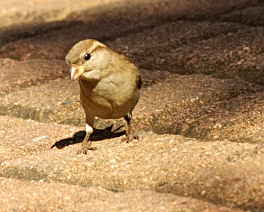 70.0 - 200.0 mm sample photo. A search in the desert photography