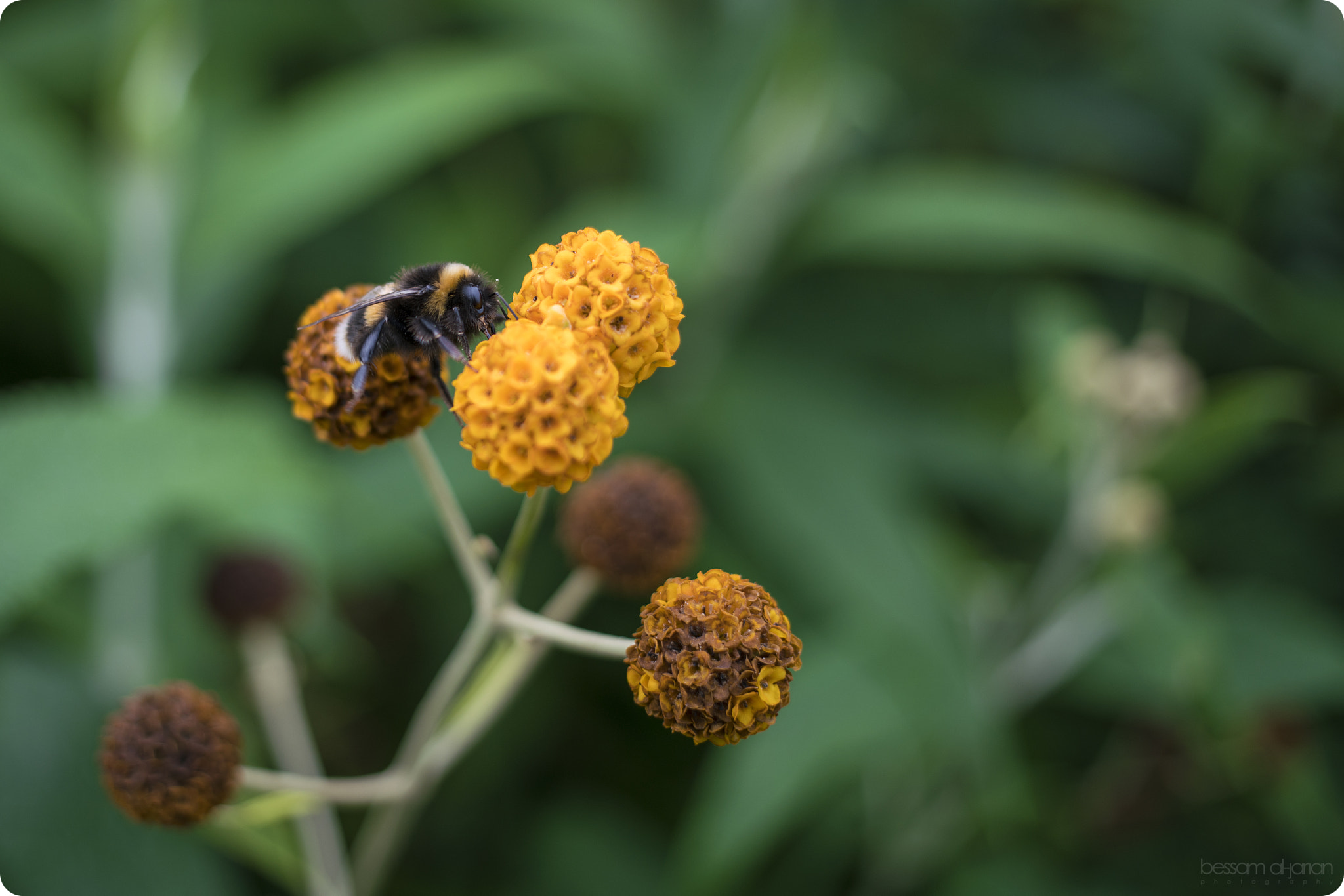 Canon EF 40mm F2.8 STM sample photo. Bee photography