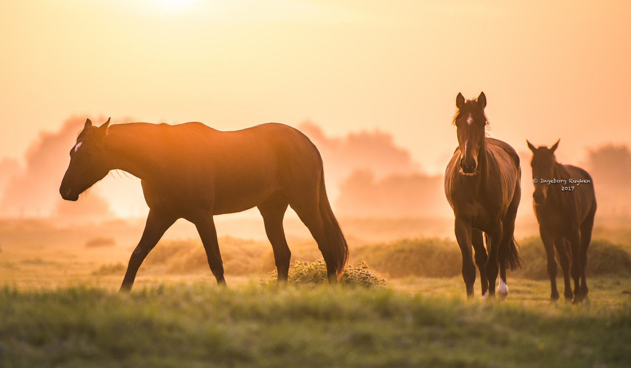 Nikon AF-S Nikkor 70-200mm F2.8G ED VR II sample photo. Golden horses photography
