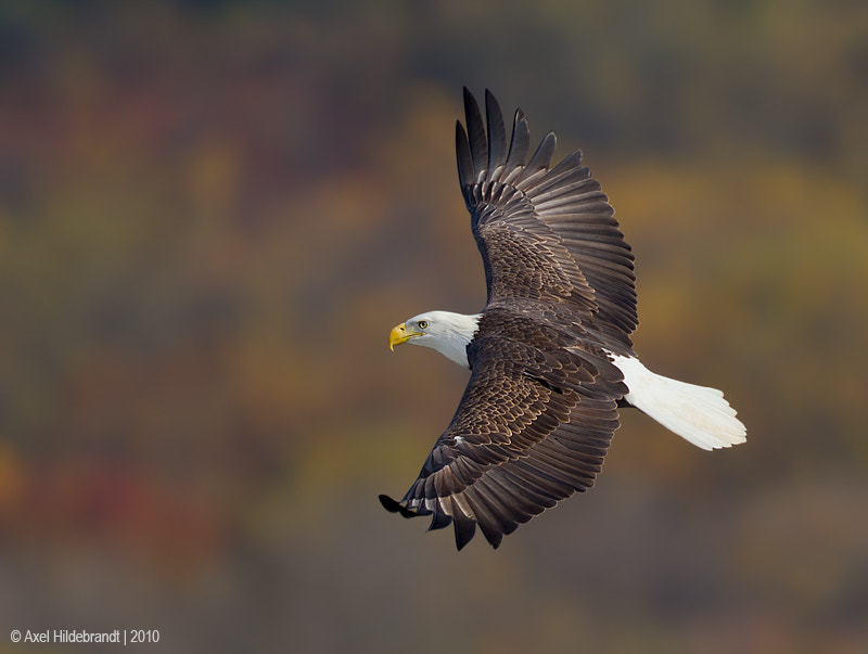 Canon EF 500mm F4L IS USM sample photo. Bald eagle photography