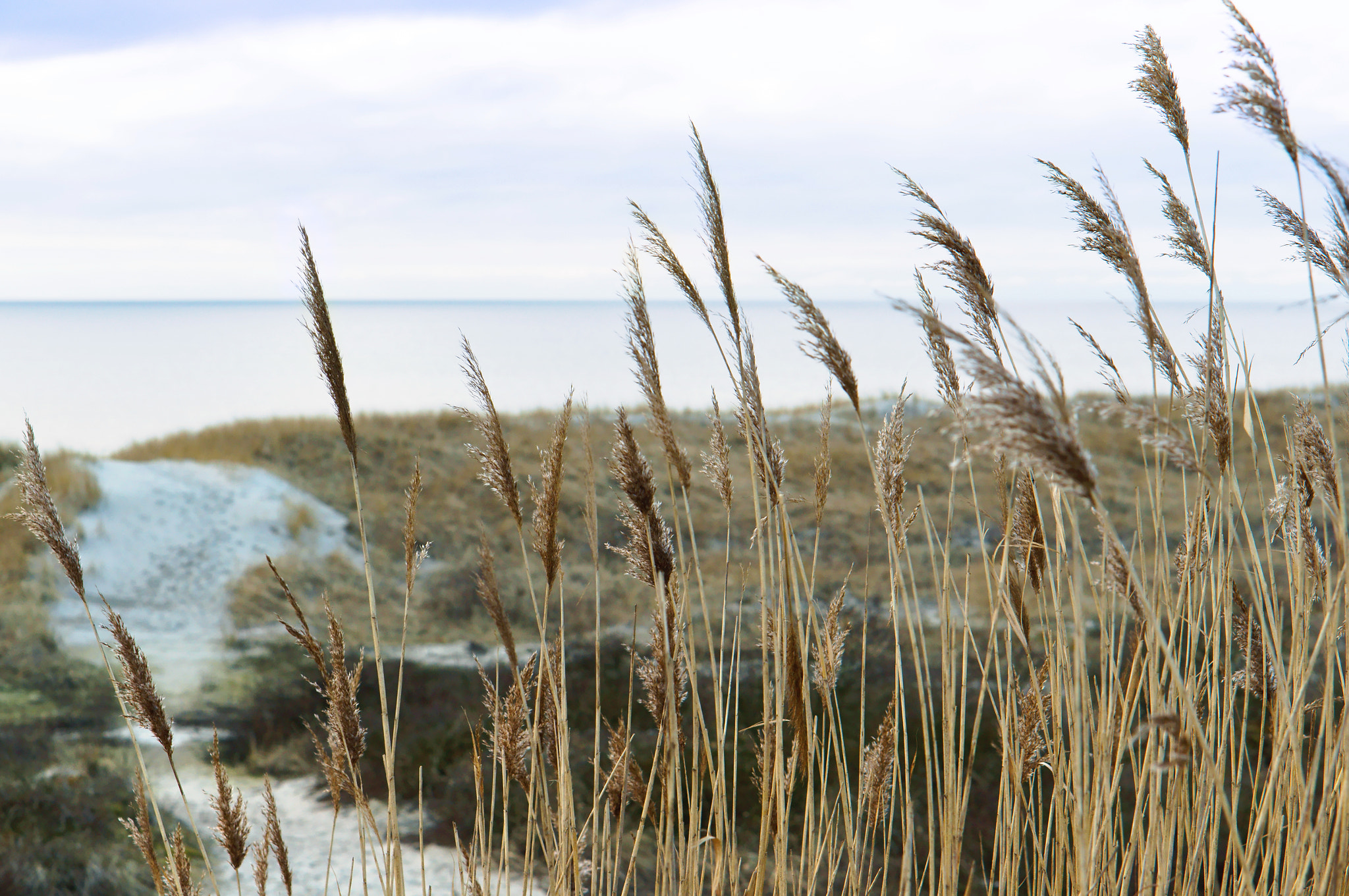 Sony Alpha NEX-3N sample photo. Sea, beach, sea, sand, dunes, grass, baltic sea photography