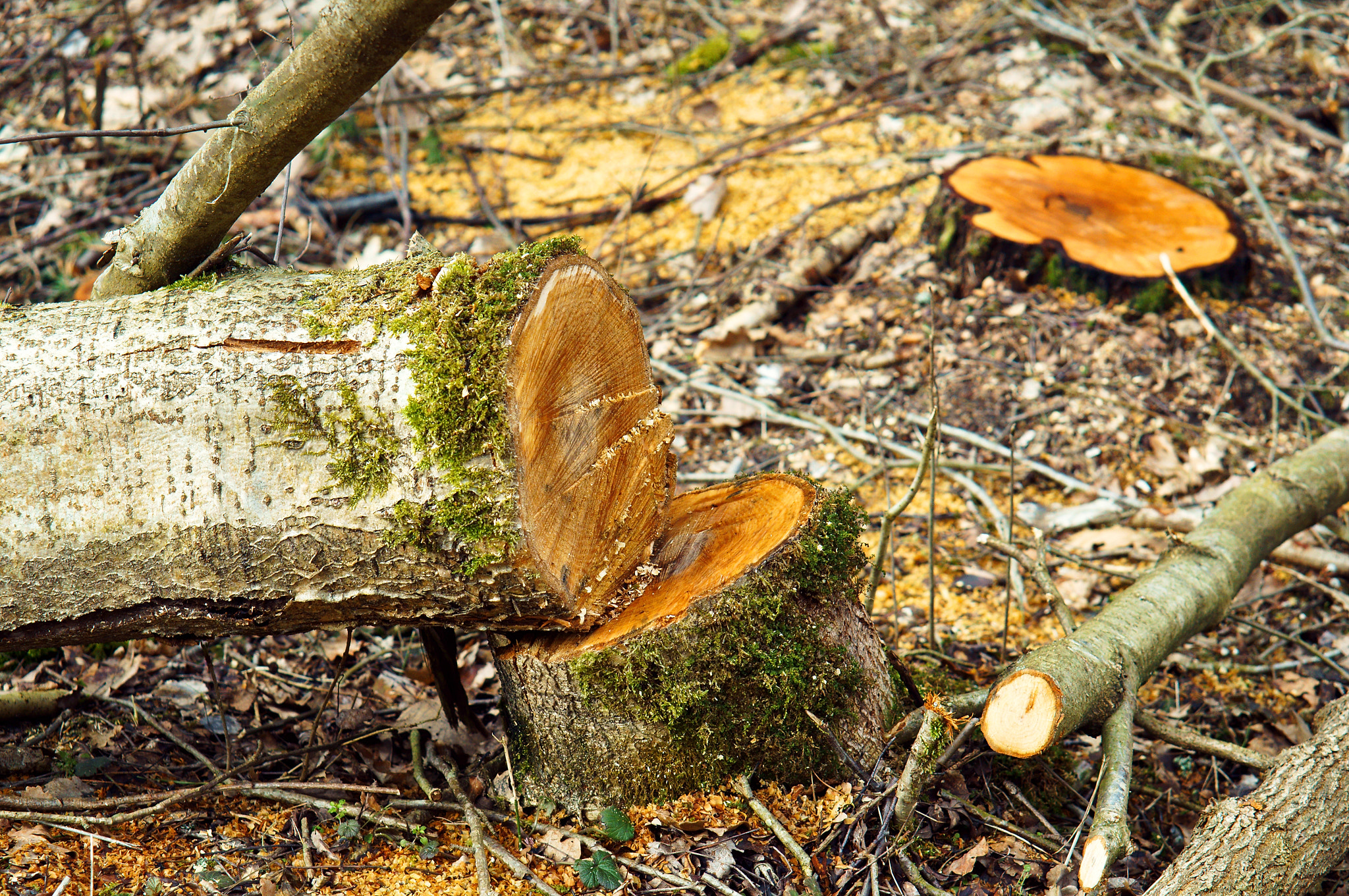 Sony Alpha NEX-3N + E 50mm F1.8 OSS sample photo. Felled trees, harvesting, wood, tree stumps, tree cutting, workpiece photography