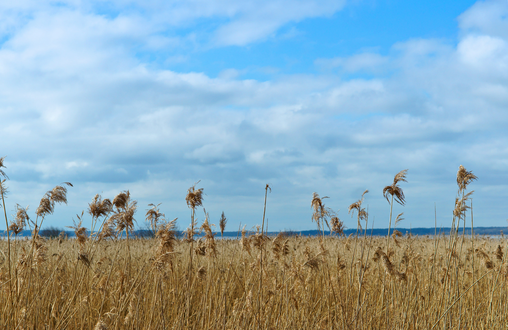 Sony Alpha NEX-3N sample photo. Grass, dry, dead wood, blue, sky, spring, sun photography