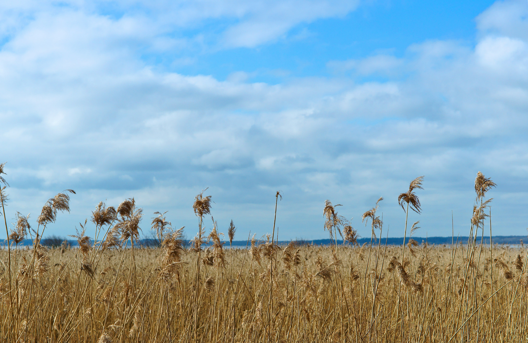 Sony Alpha NEX-3N + E 50mm F1.8 OSS sample photo. Grass, dry, dead wood, blue, sky, spring, sun photography