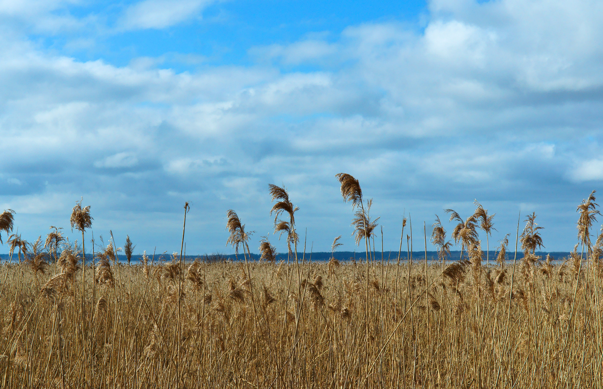 Sony Alpha NEX-3N + E 50mm F1.8 OSS sample photo. Grass, dry, dead wood, blue, sky, spring, sun photography