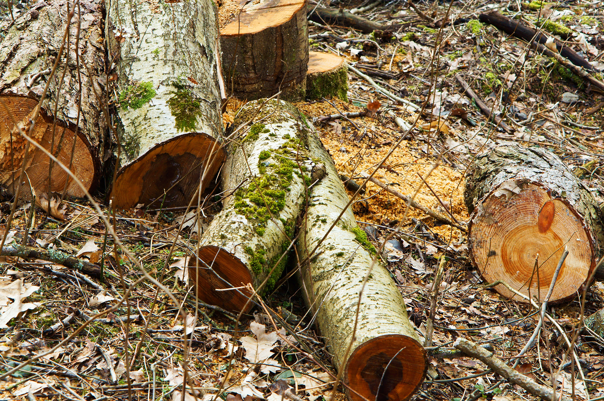 Sony Alpha NEX-3N + E 50mm F1.8 OSS sample photo. Felled trees, harvesting, wood, tree stumps, tree cutting, workpiece photography