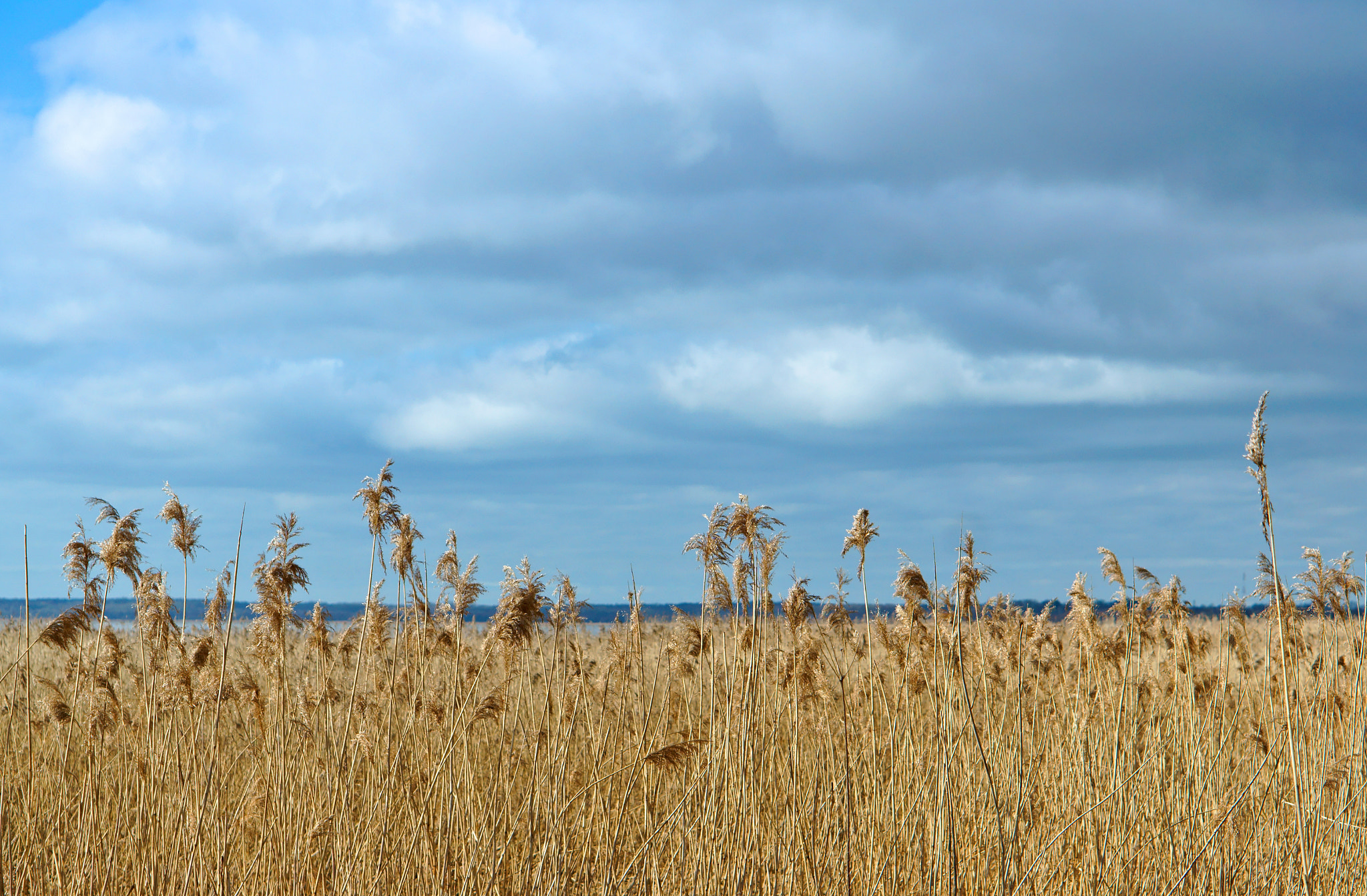 Sony Alpha NEX-3N sample photo. Grass, dry, dead wood, blue, sky, spring, sun photography