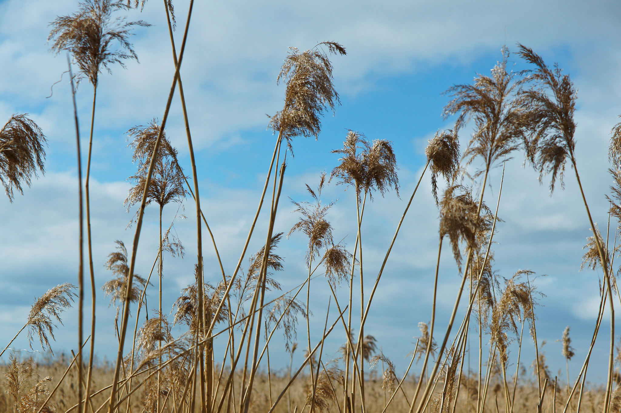 Sony Alpha NEX-3N sample photo. Grass, dry, dead wood, blue, sky, spring, sun photography