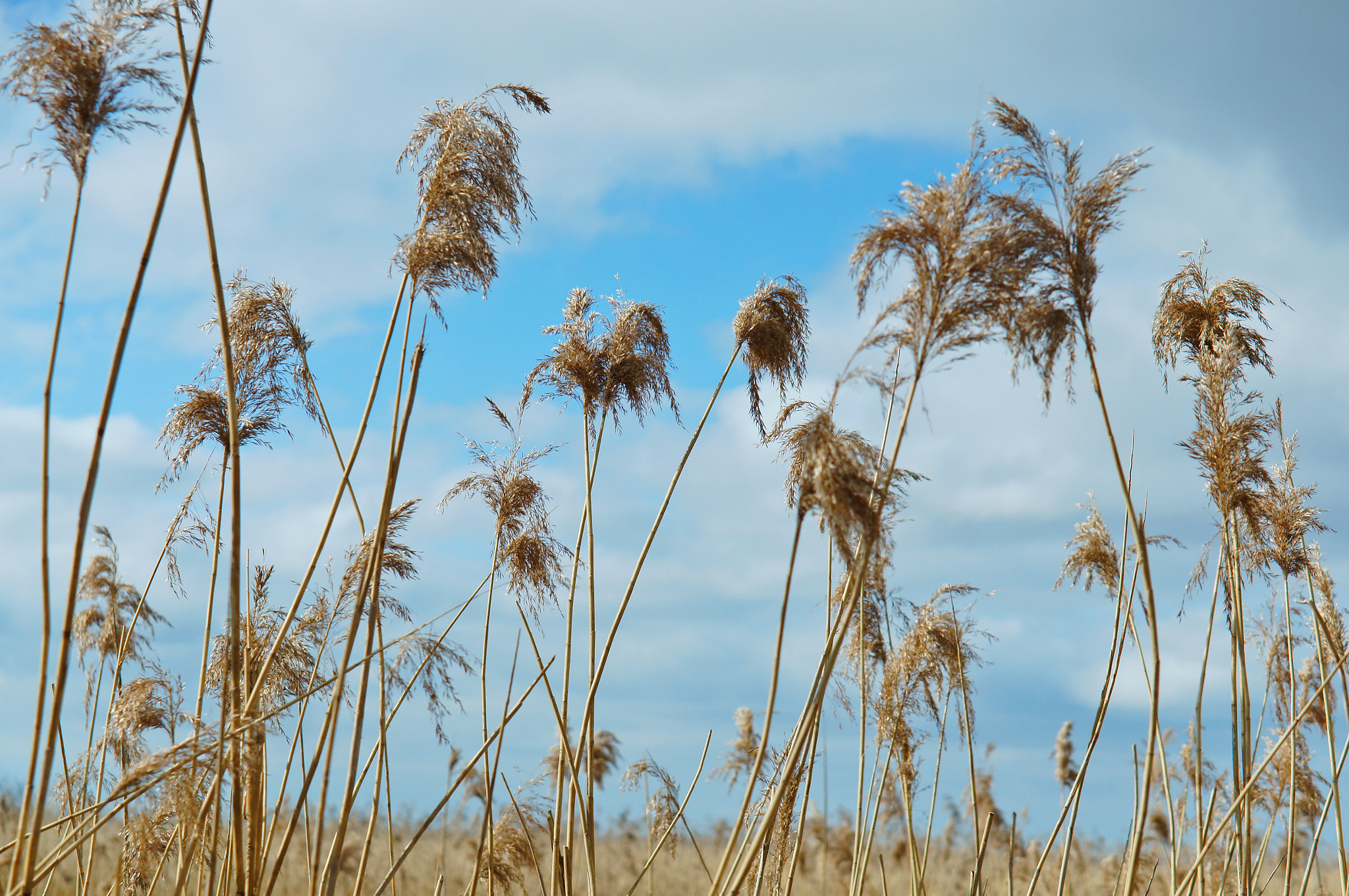 Sony Alpha NEX-3N + E 50mm F1.8 OSS sample photo. Grass, dry, dead wood, blue, sky, spring, sun photography