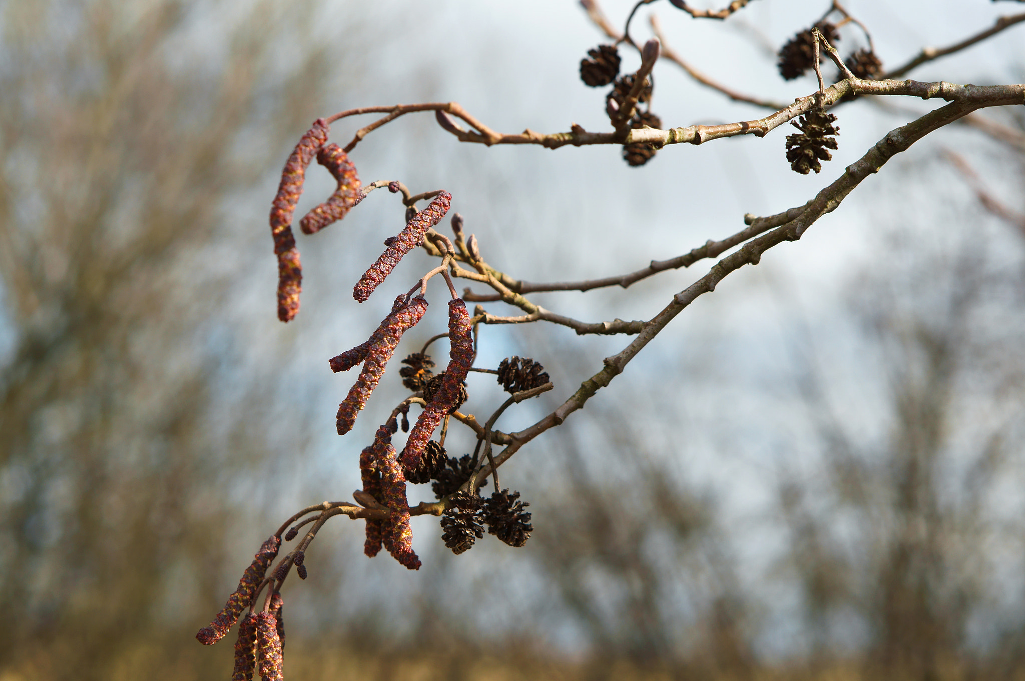 Sony Alpha NEX-3N + E 50mm F1.8 OSS sample photo. Swollen, kidneys, spring, earrings, wakes up early, nature photography