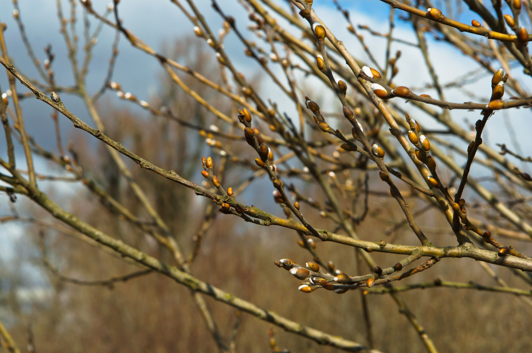 Sony Alpha NEX-3N + E 50mm F1.8 OSS sample photo. Swollen, kidneys, spring, earrings, wakes up early, nature photography