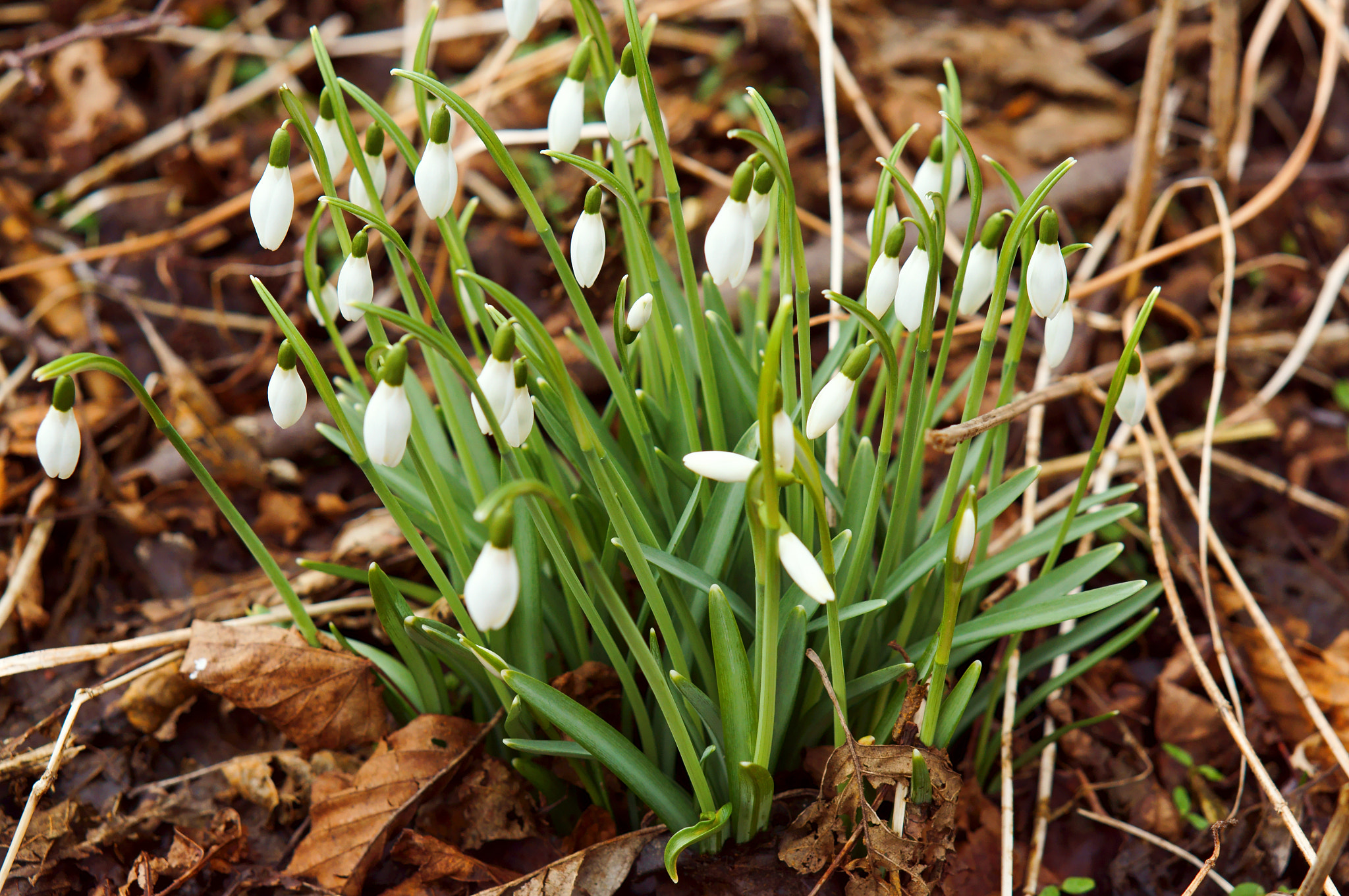 Sony Alpha NEX-3N + E 50mm F1.8 OSS sample photo. Spring, snowdrop, flower, forest, first, white photography