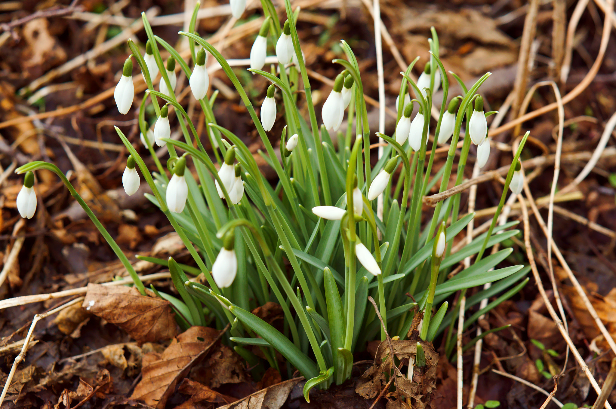 Sony Alpha NEX-3N sample photo. Spring, snowdrop, flower, forest, first, white photography