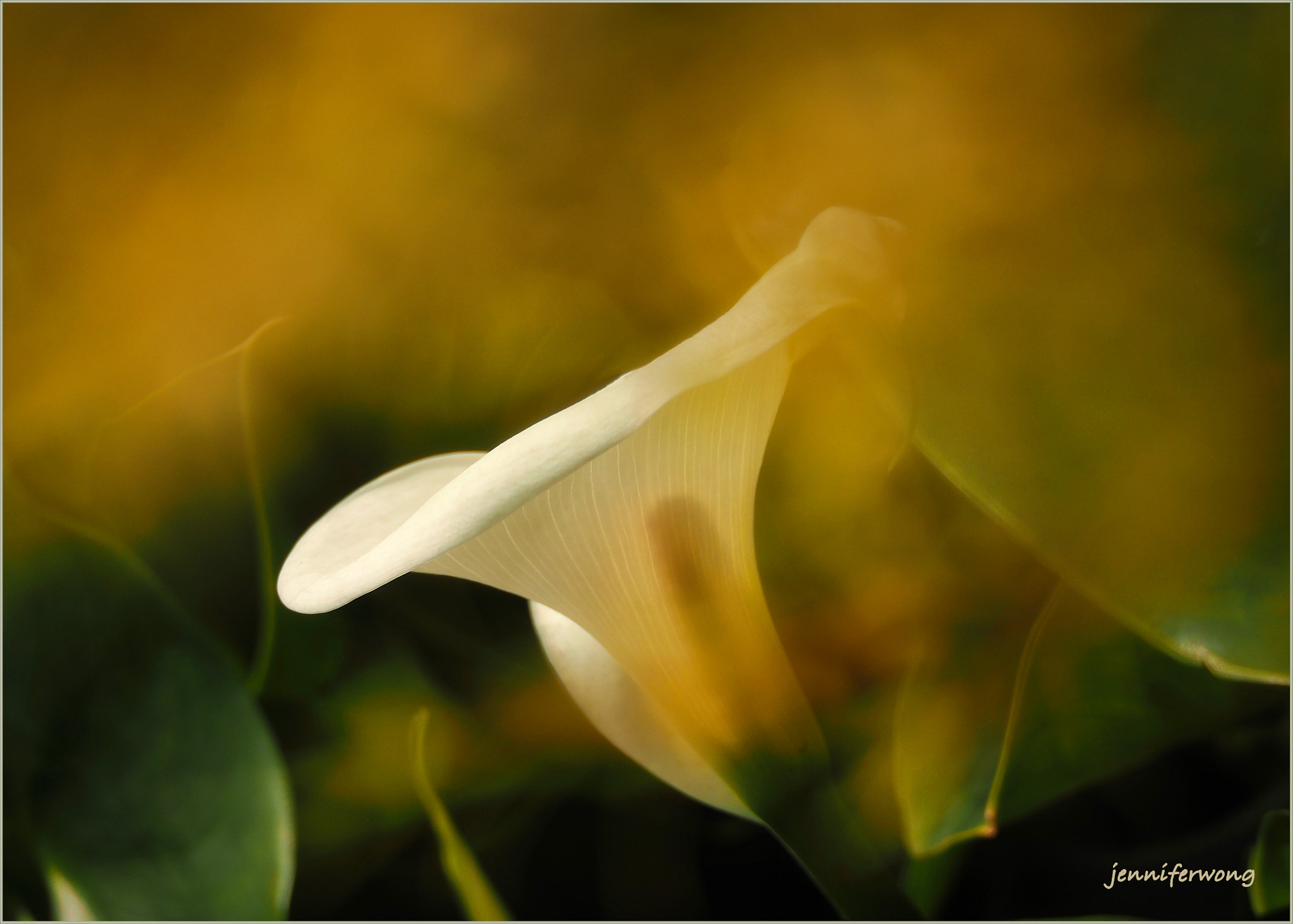 Olympus OM-D E-M1 sample photo. Calla lily photography