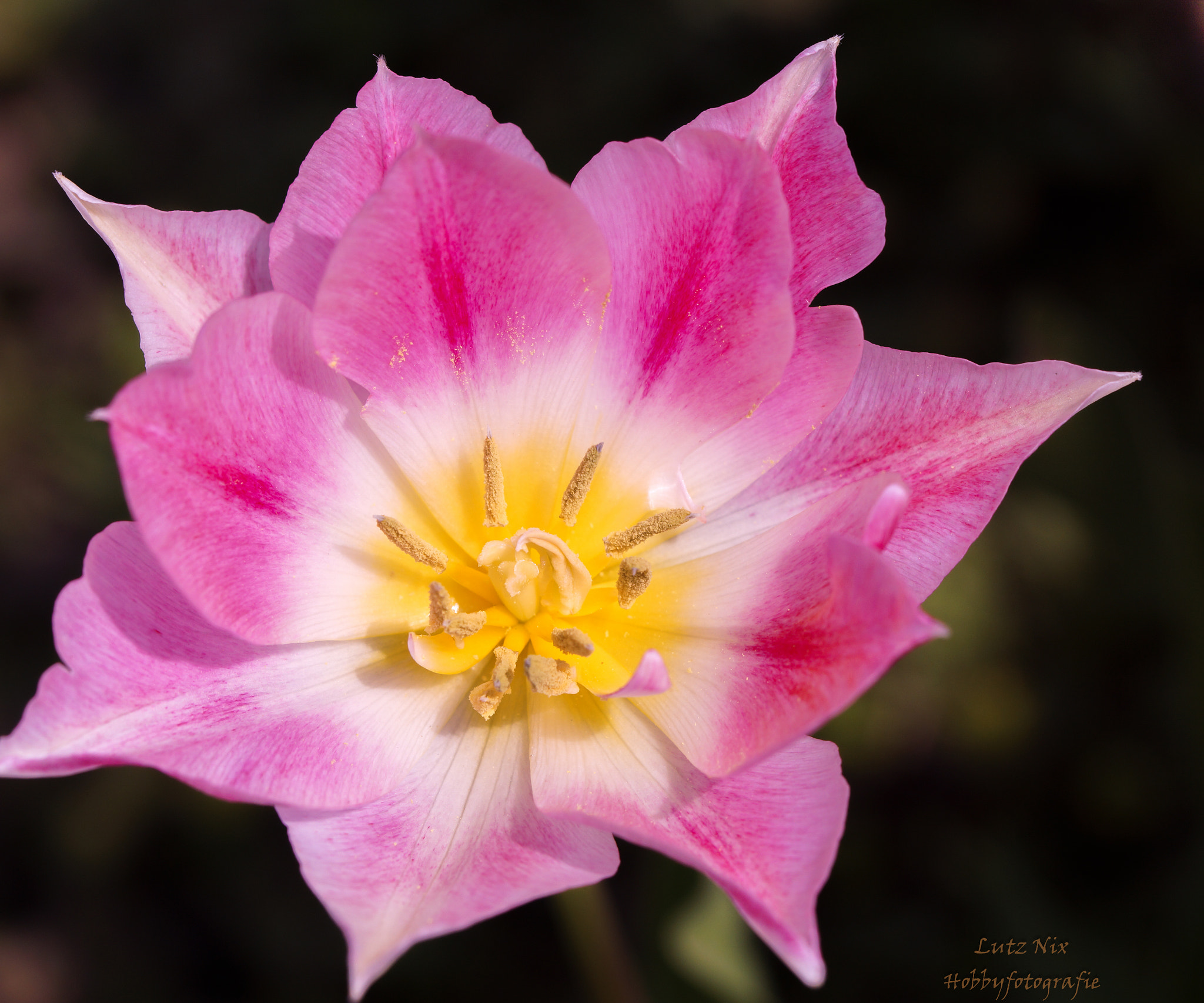 Sony SLT-A65 (SLT-A65V) sample photo. Flower photography