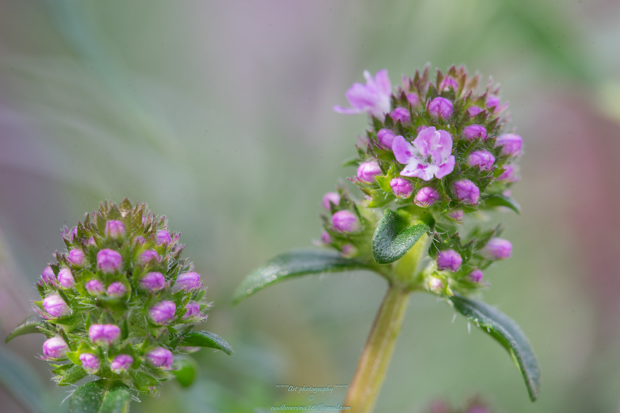 Canon EF 100mm F2.8L Macro IS USM sample photo. Tijm (thymus vulgaris) photography