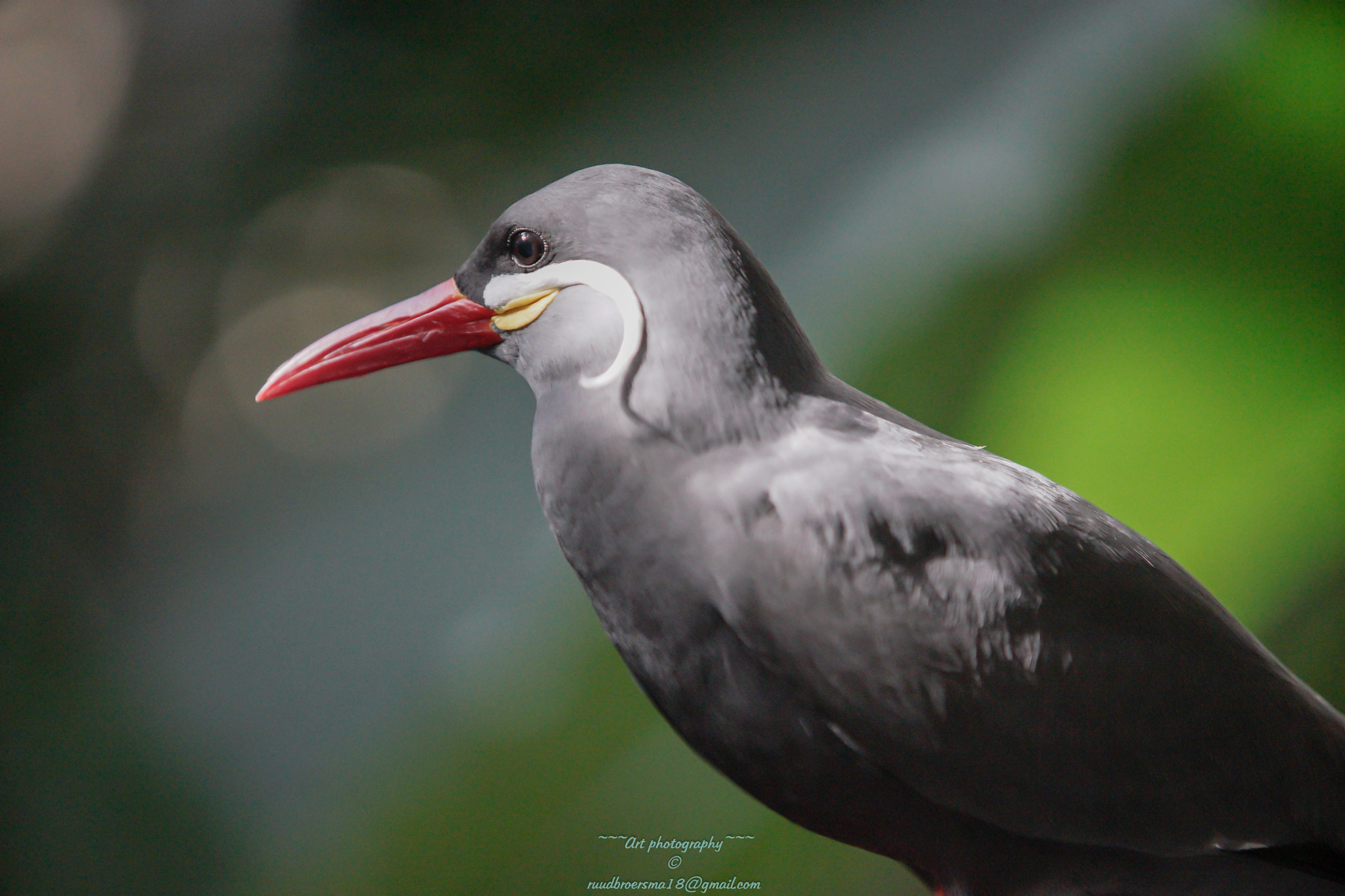 Sigma 70-200mm F2.8 EX DG HSM APO Macro sample photo. Bird photography