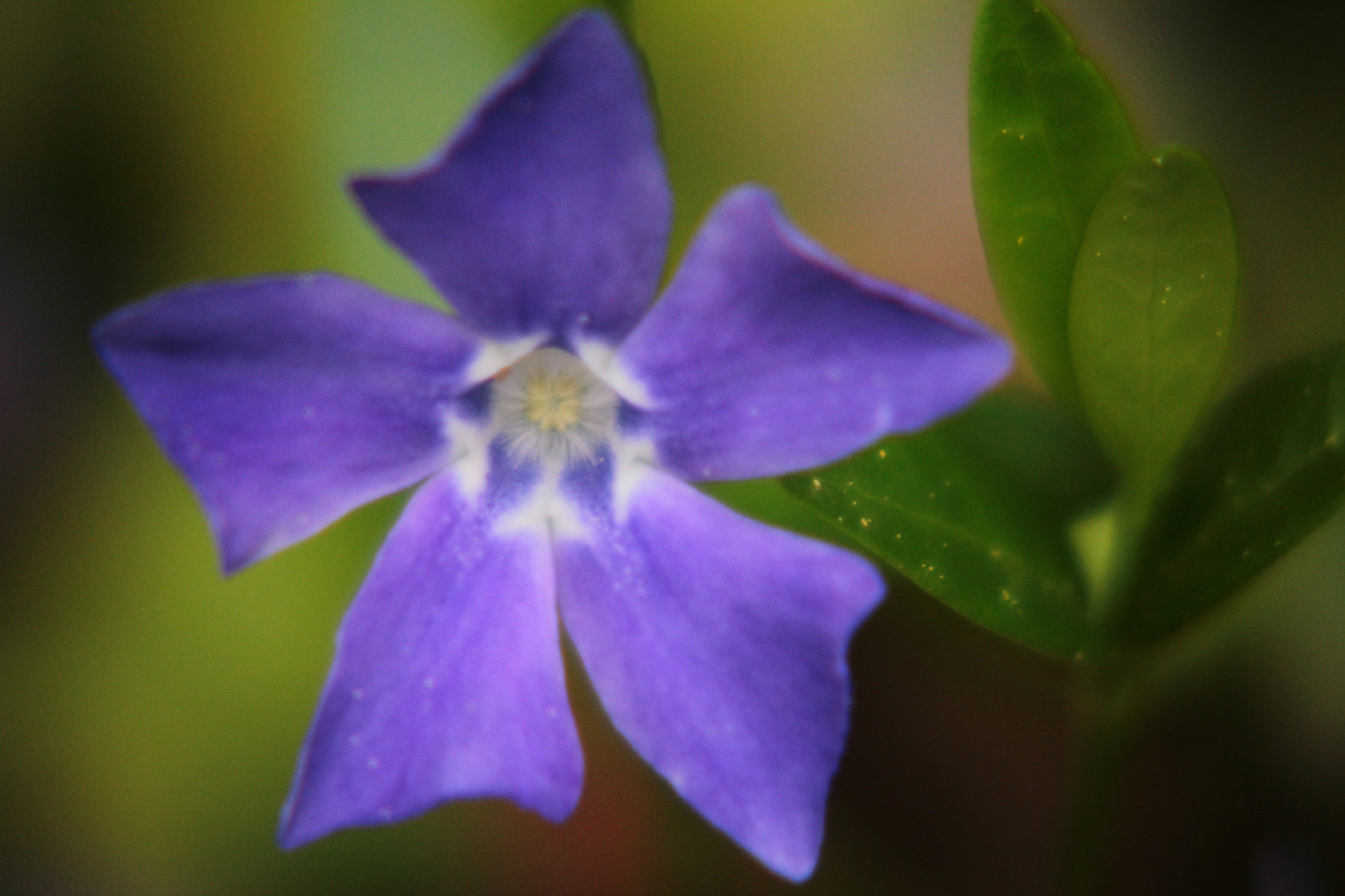 Canon EOS 550D (EOS Rebel T2i / EOS Kiss X4) sample photo. Pinwheel photography