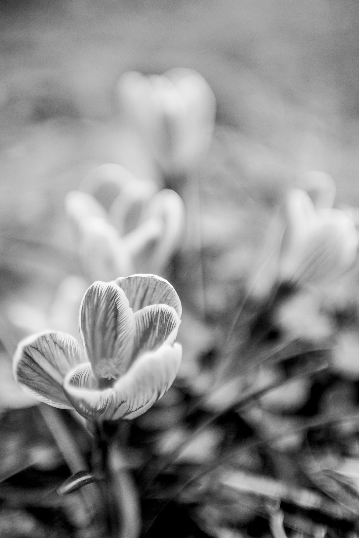 Sigma 30mm F1.4 EX DC HSM sample photo. Spring photography