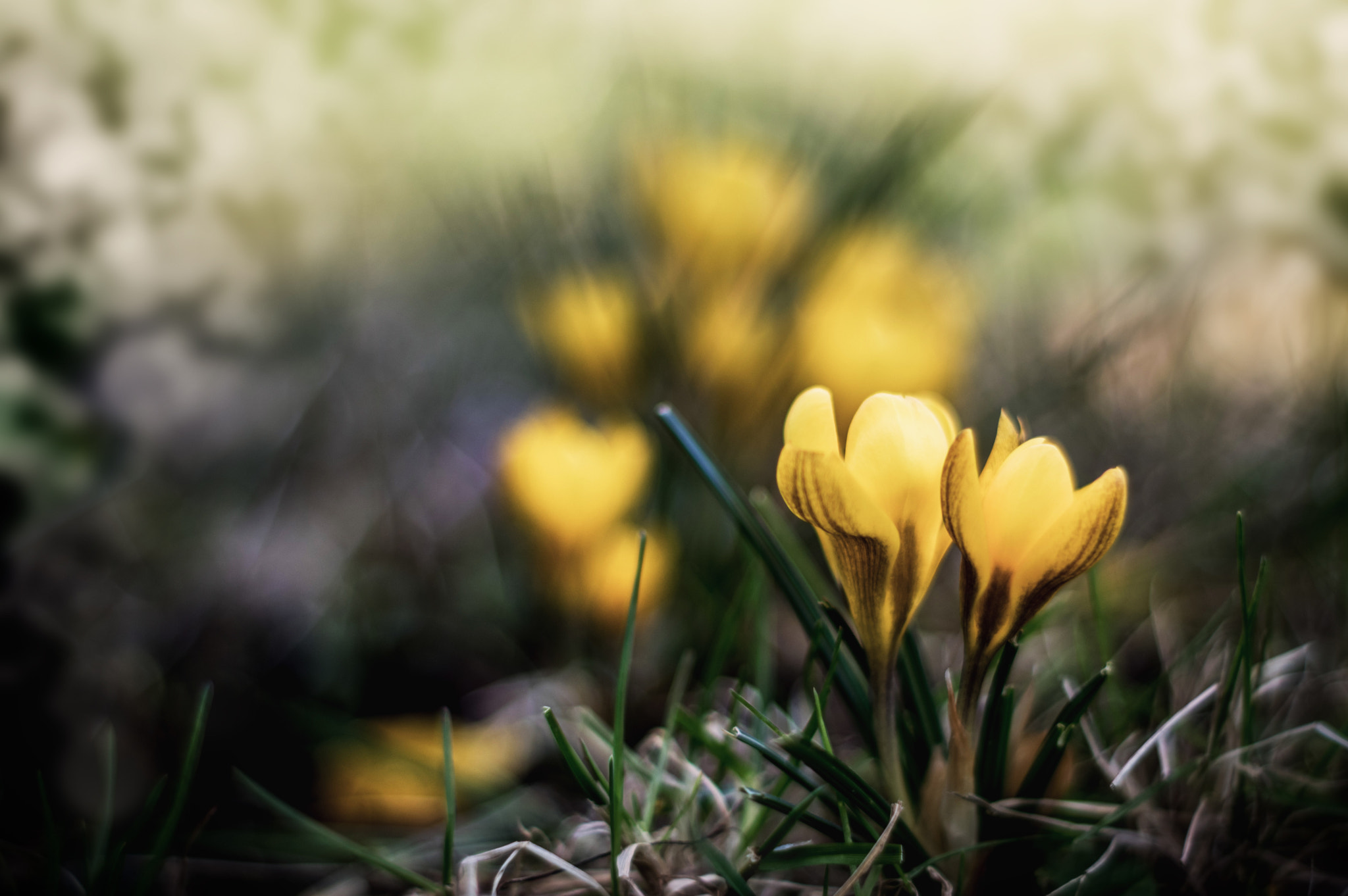A Series Lens sample photo. Spring2 photography