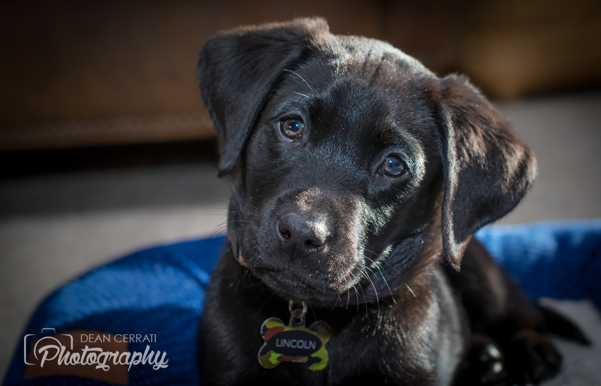 Pentax K-3 + Sigma 50mm F1.4 EX DG HSM sample photo. Puppy pose photography