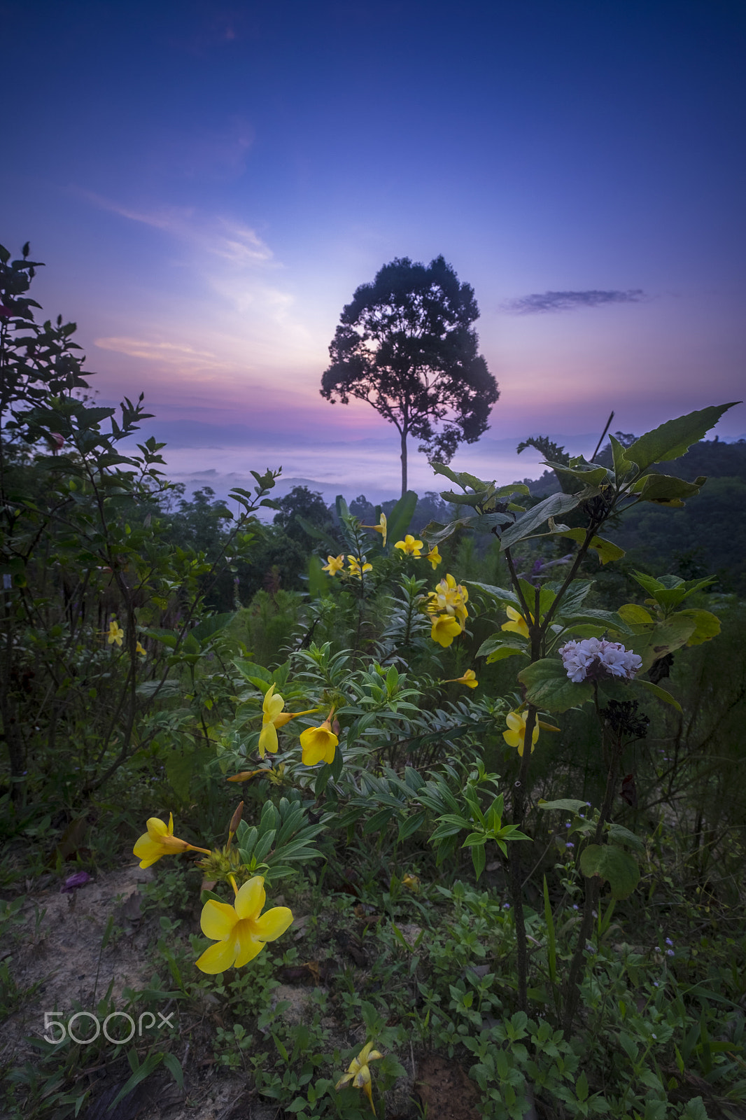 Fujifilm XF 10-24mm F4 R OIS sample photo. Sea of the mist photography