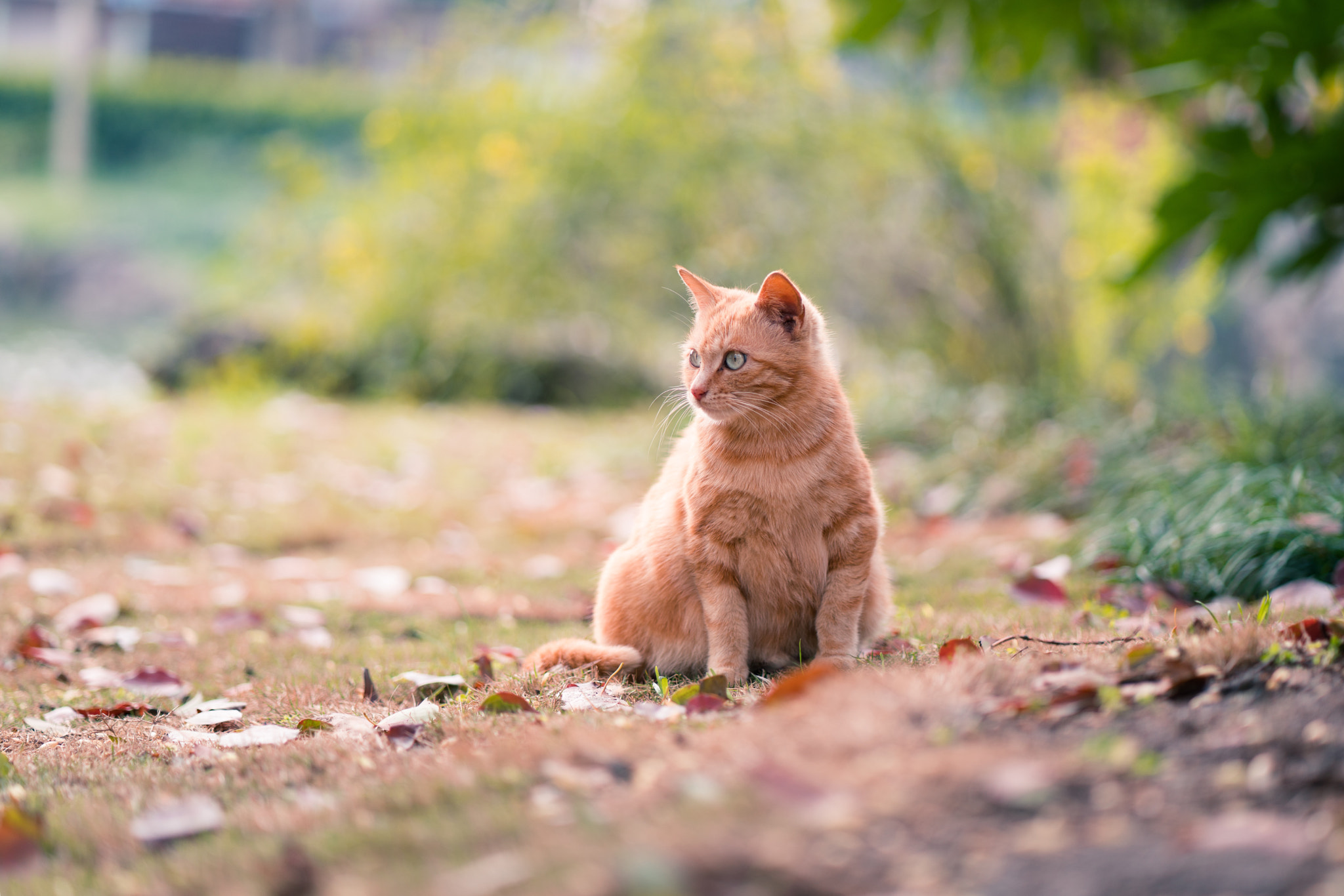 Sony a7R II + ZEISS Batis 85mm F1.8 sample photo