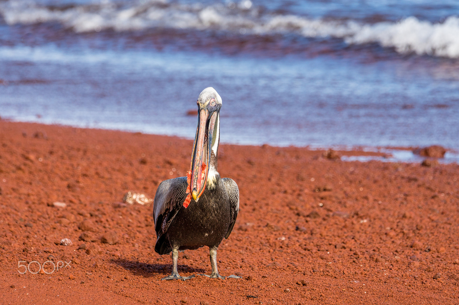 Sony 70-400mm F4-5.6 G SSM II sample photo. Brown pelican with a snapper in his mouth photography