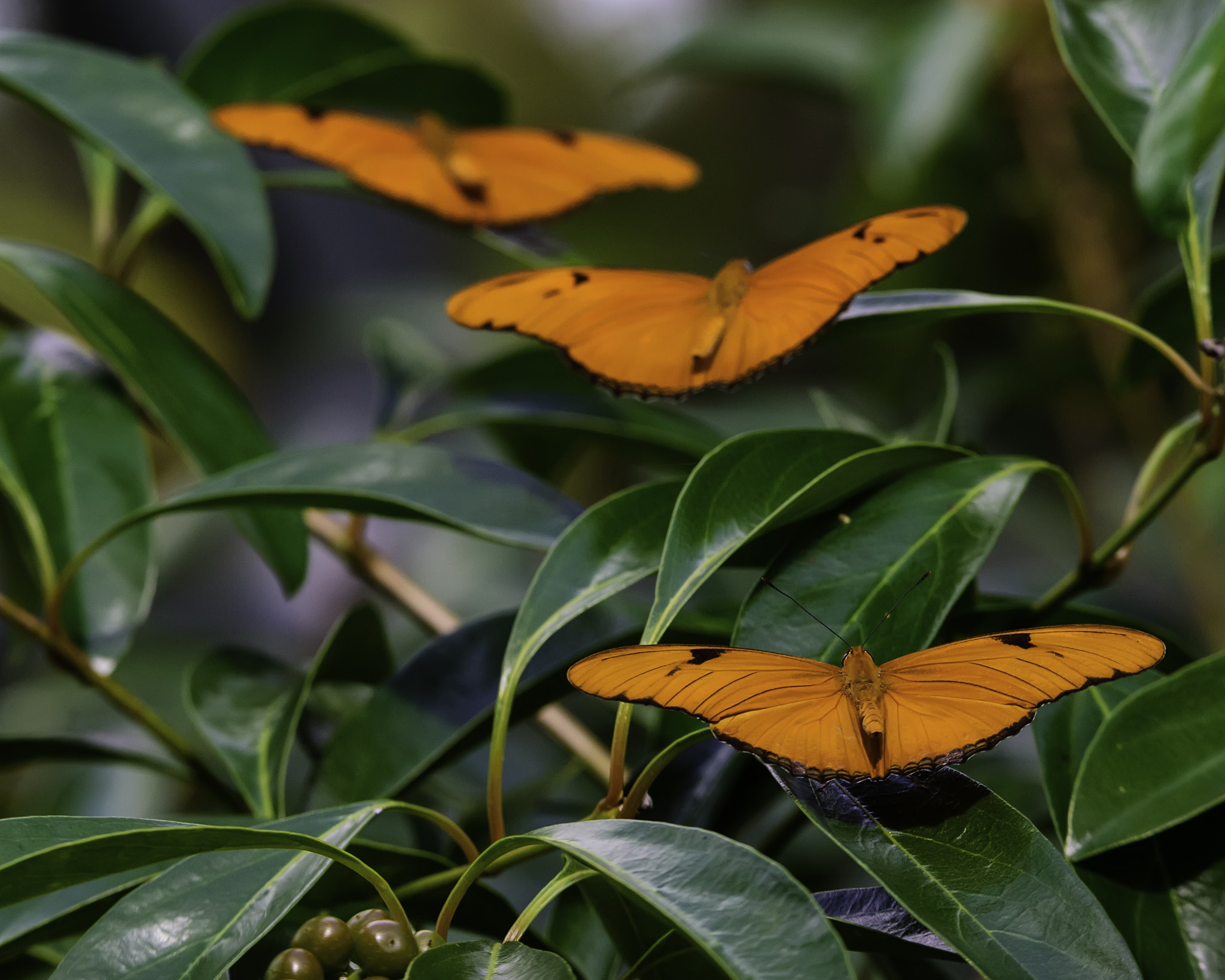 Nikon D750 + Tamron SP 150-600mm F5-6.3 Di VC USD sample photo. Three julia heliconian butterflies in a row photography