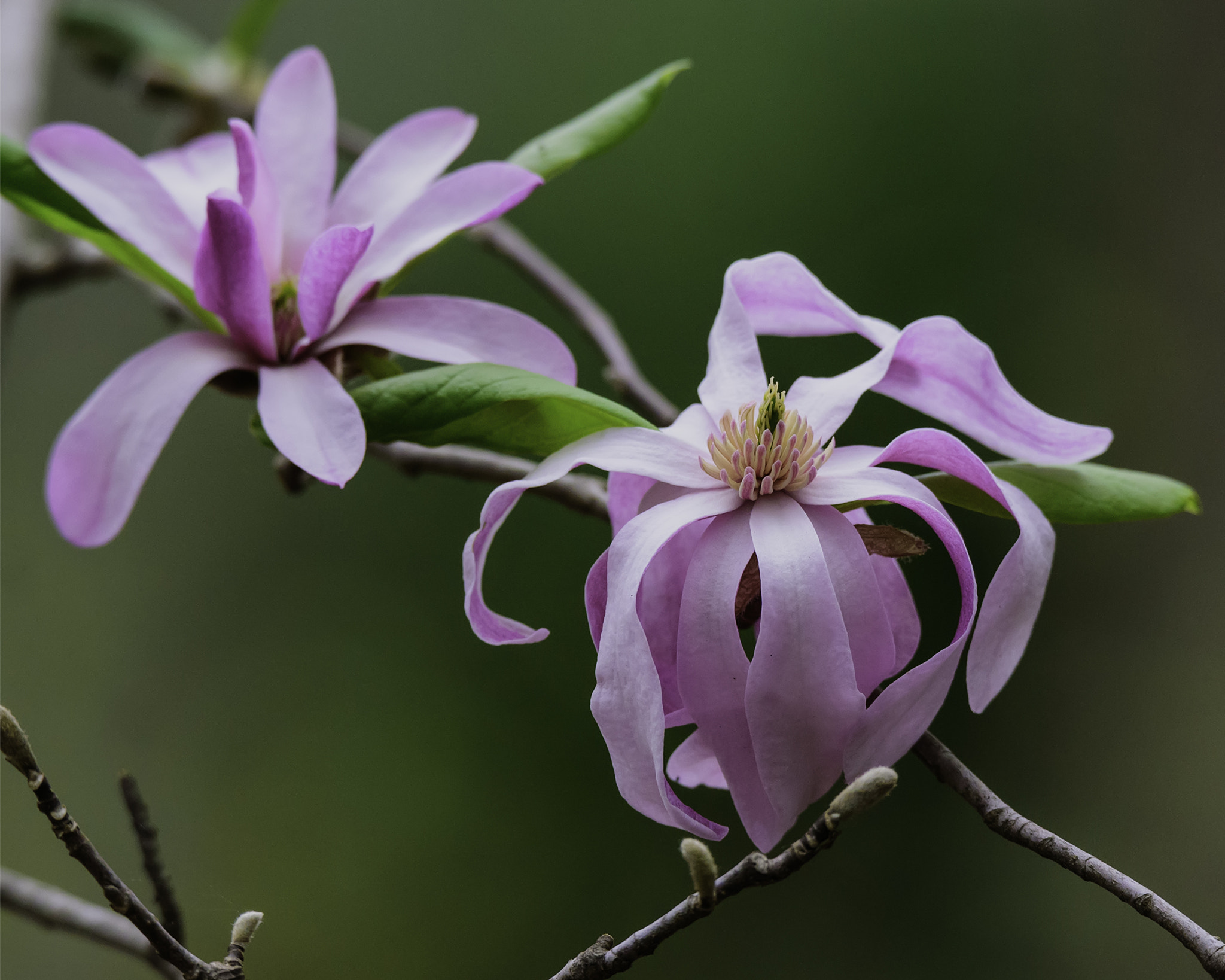 Nikon D750 + Sigma 50mm F2.8 EX DG Macro sample photo. Late winter magnolia blossom photography