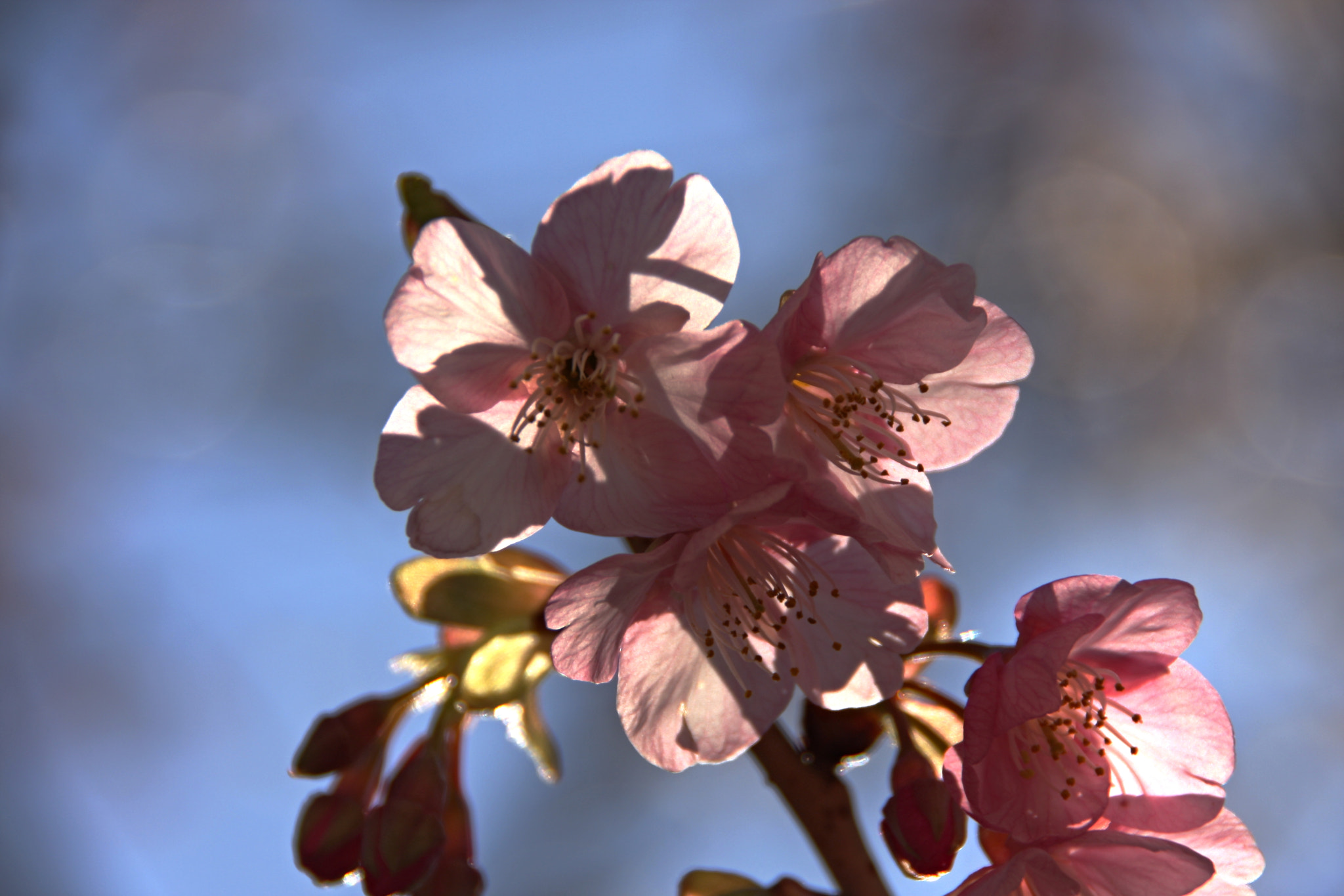 Canon EOS 40D + Tamron AF 18-250mm F3.5-6.3 Di II LD Aspherical (IF) Macro sample photo. Cherry blossoms 品川 photography