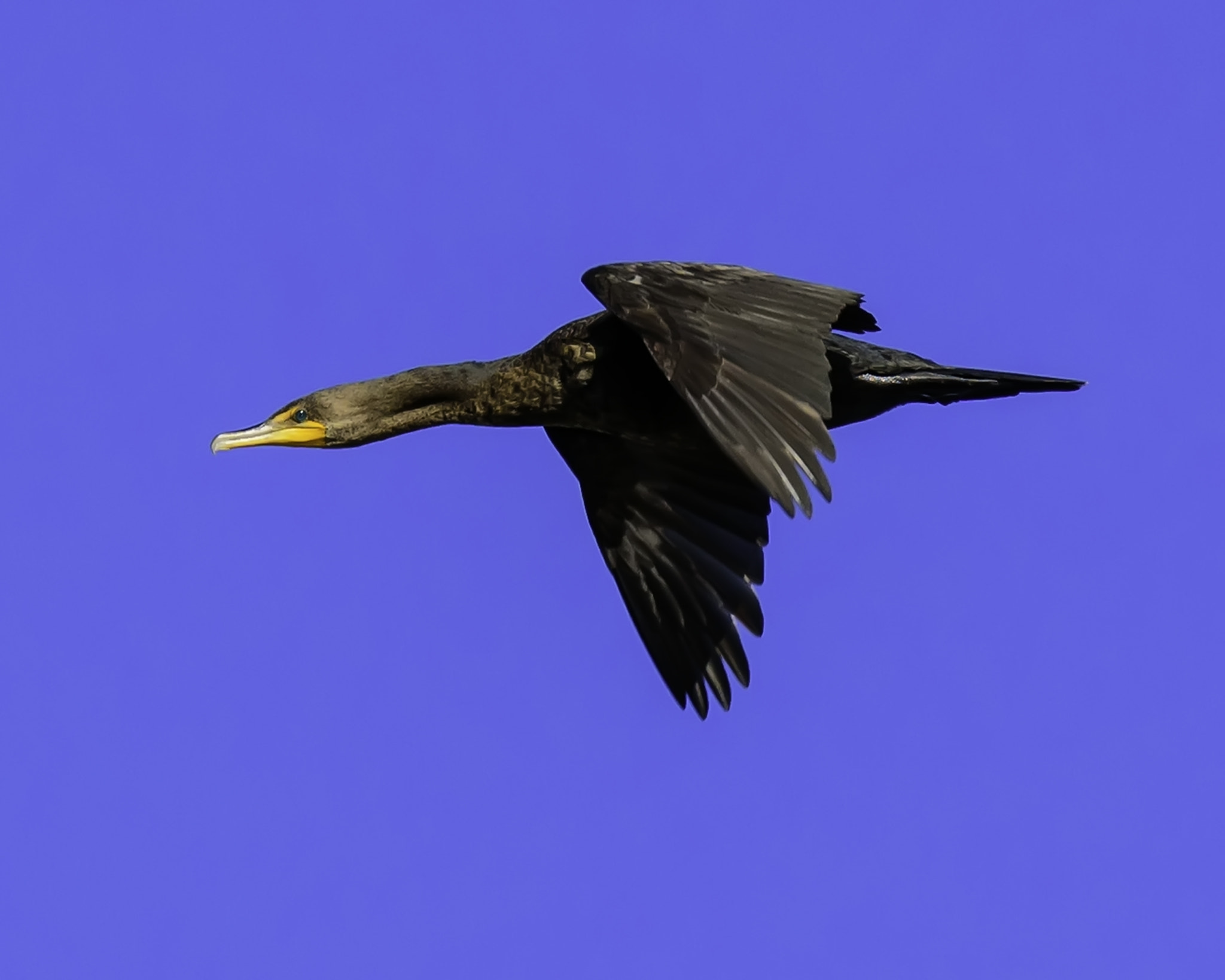 Sigma 50mm F2.8 EX DG Macro sample photo. Merry brothers brickyard pond double-crested cormorant photography