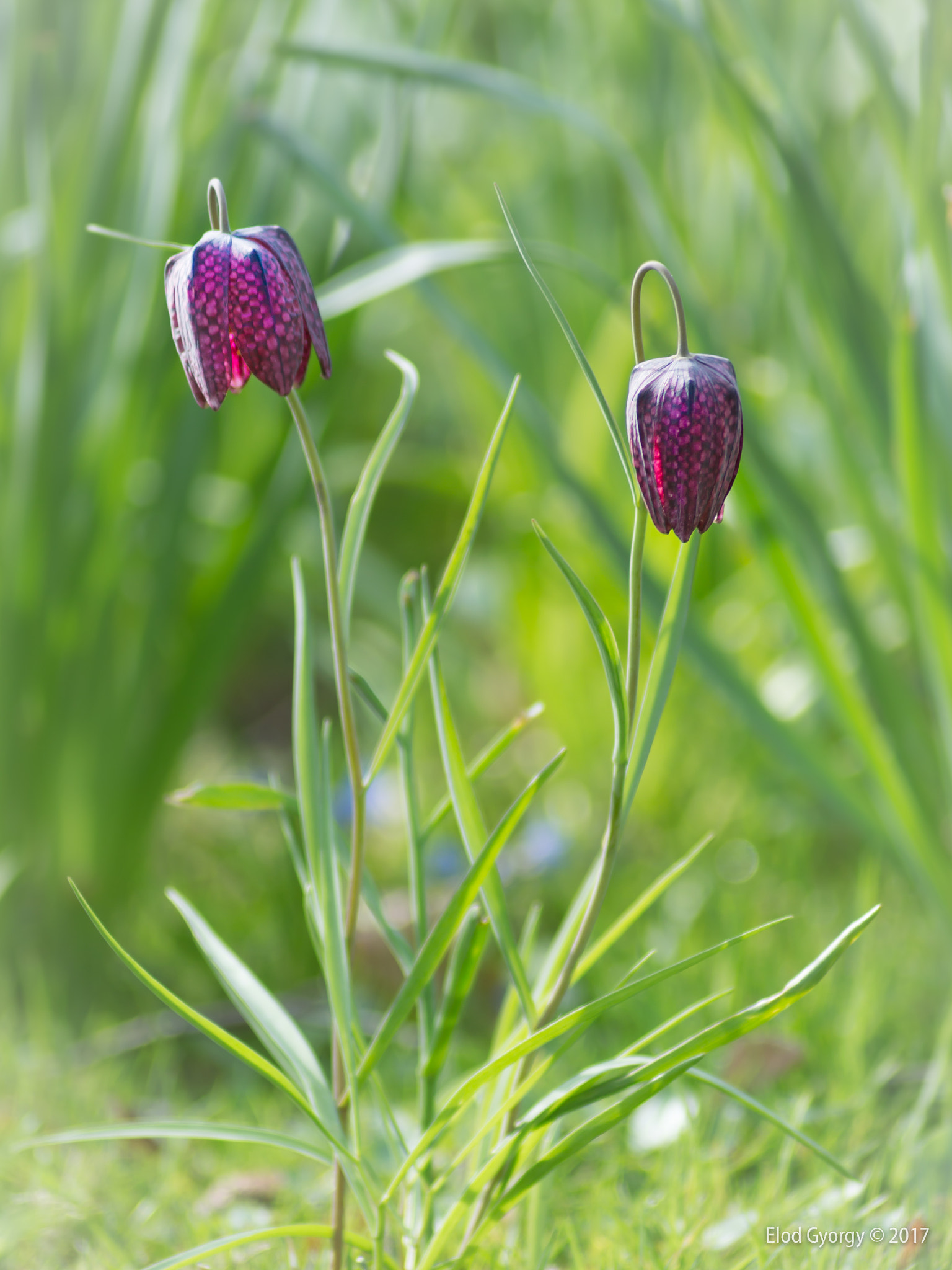 Nikon D3200 sample photo. Fritillaria meleagris photography