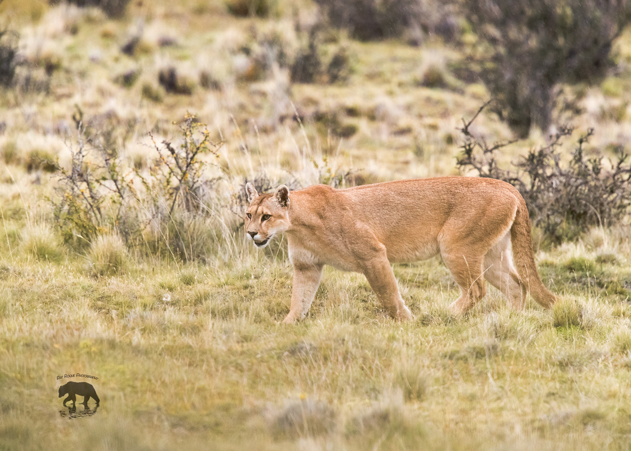 Canon EOS-1D X Mark II + Canon EF 500mm F4L IS II USM sample photo. Lago sarmiento puma photography