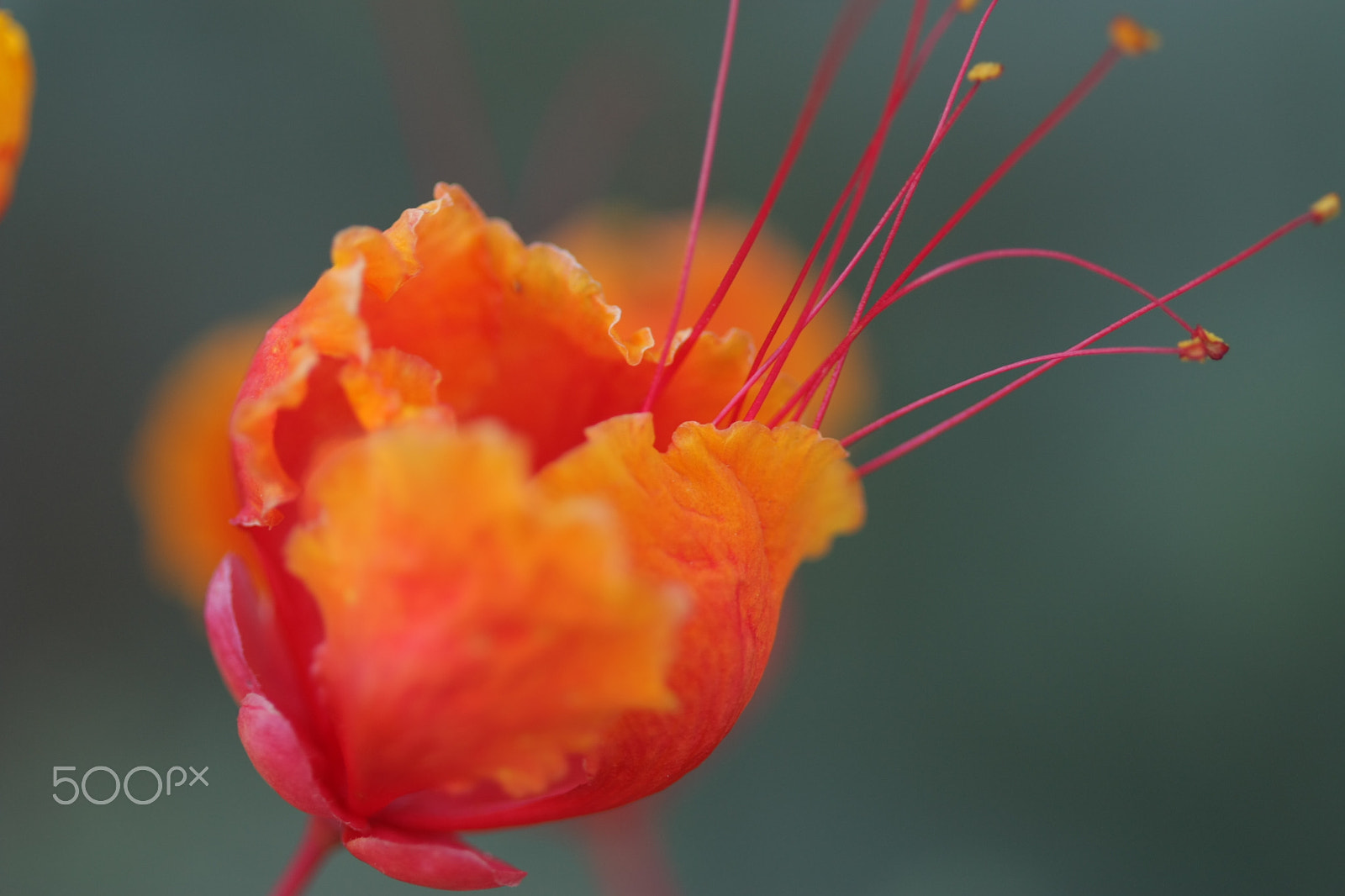 Canon EF 100mm F2.8 Macro USM sample photo. Orange romance photography