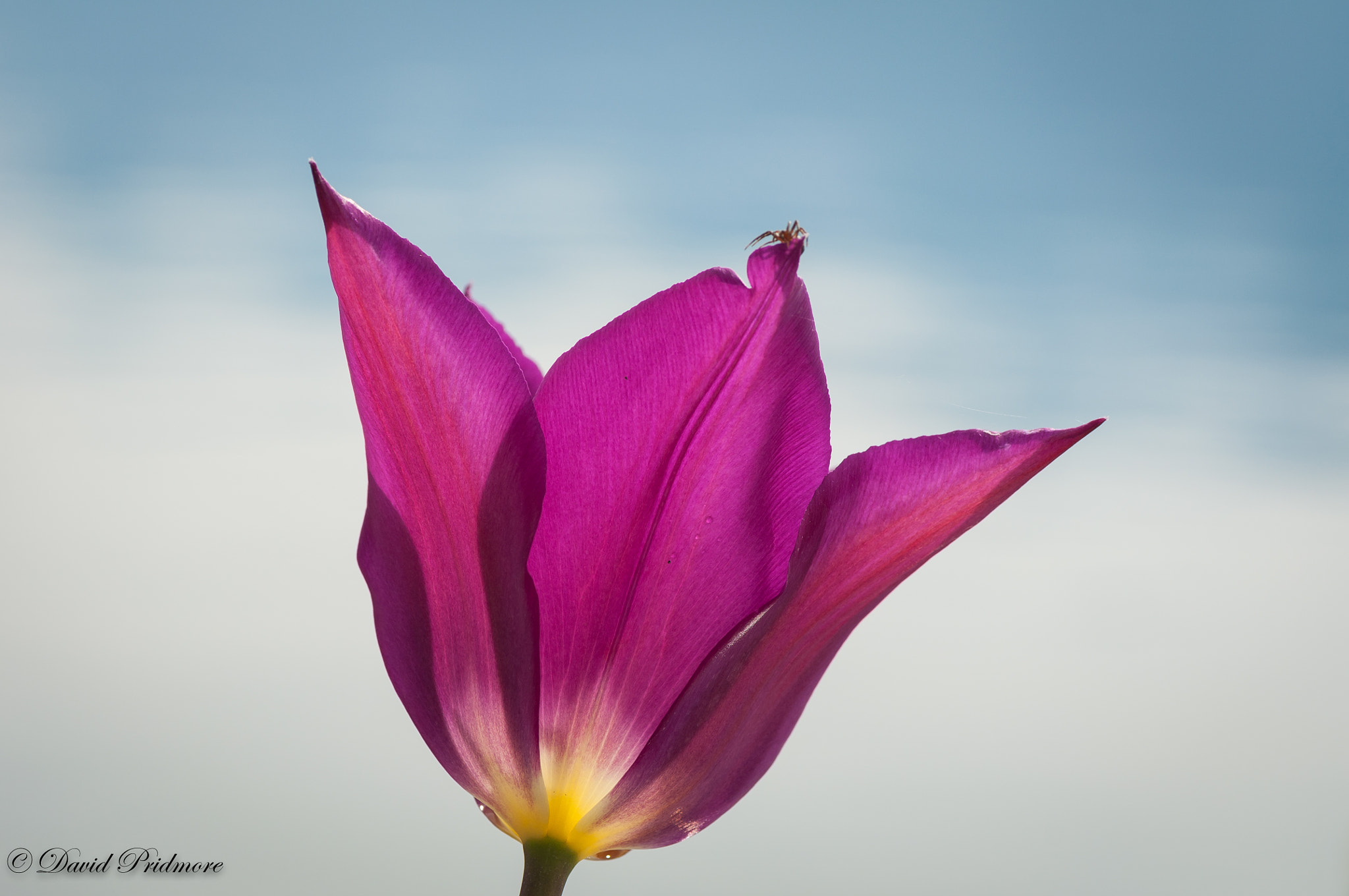 Nikon D90 sample photo. Backlit tulip photography