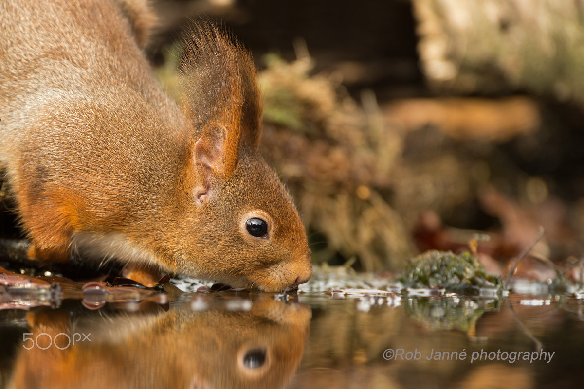 Nikon D4S + Nikon AF-S Nikkor 500mm F4G ED VR sample photo. Thirsty photography