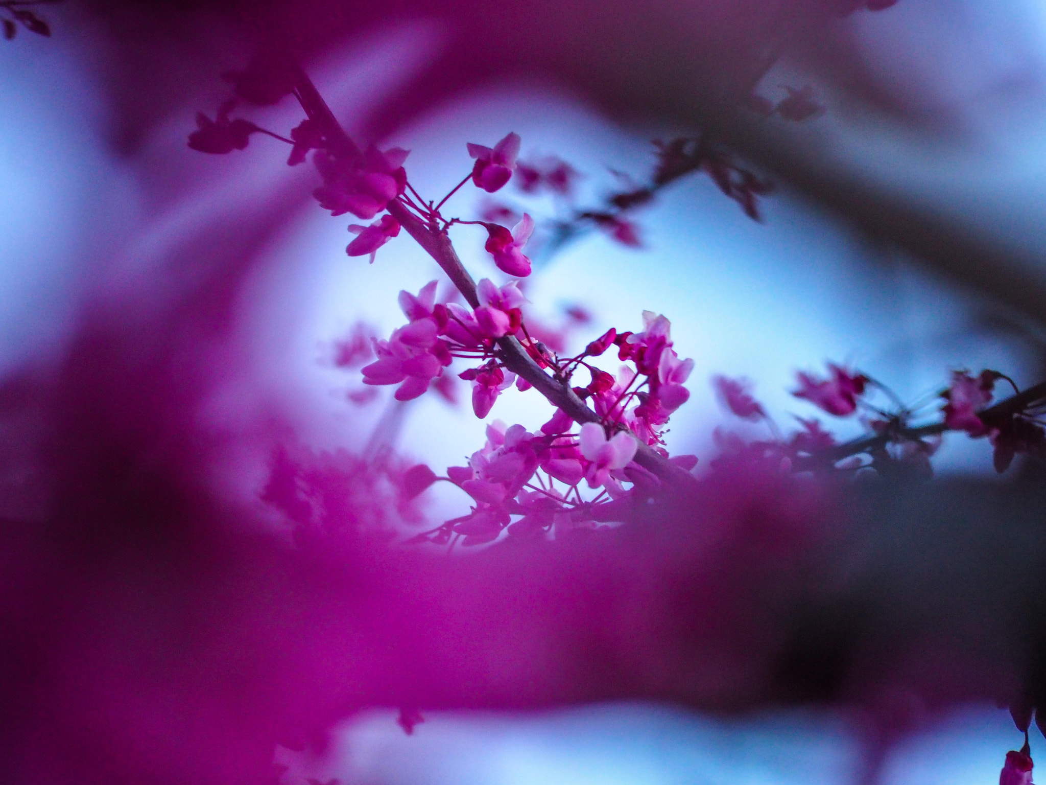 Olympus OM-D E-M10 II sample photo. Cherry flowers photography
