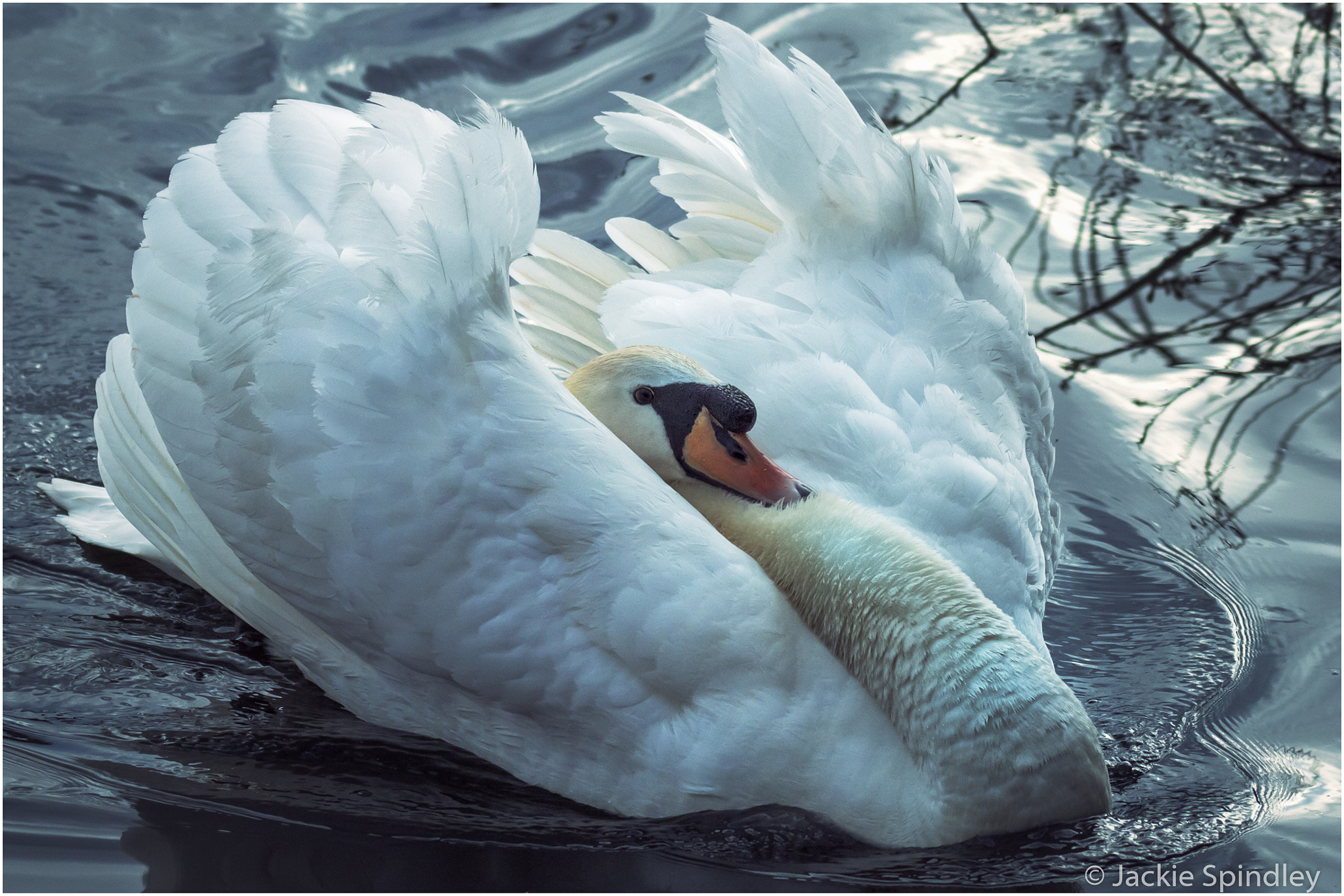Tamron SP 150-600mm F5-6.3 Di VC USD sample photo. Not a happy swan photography
