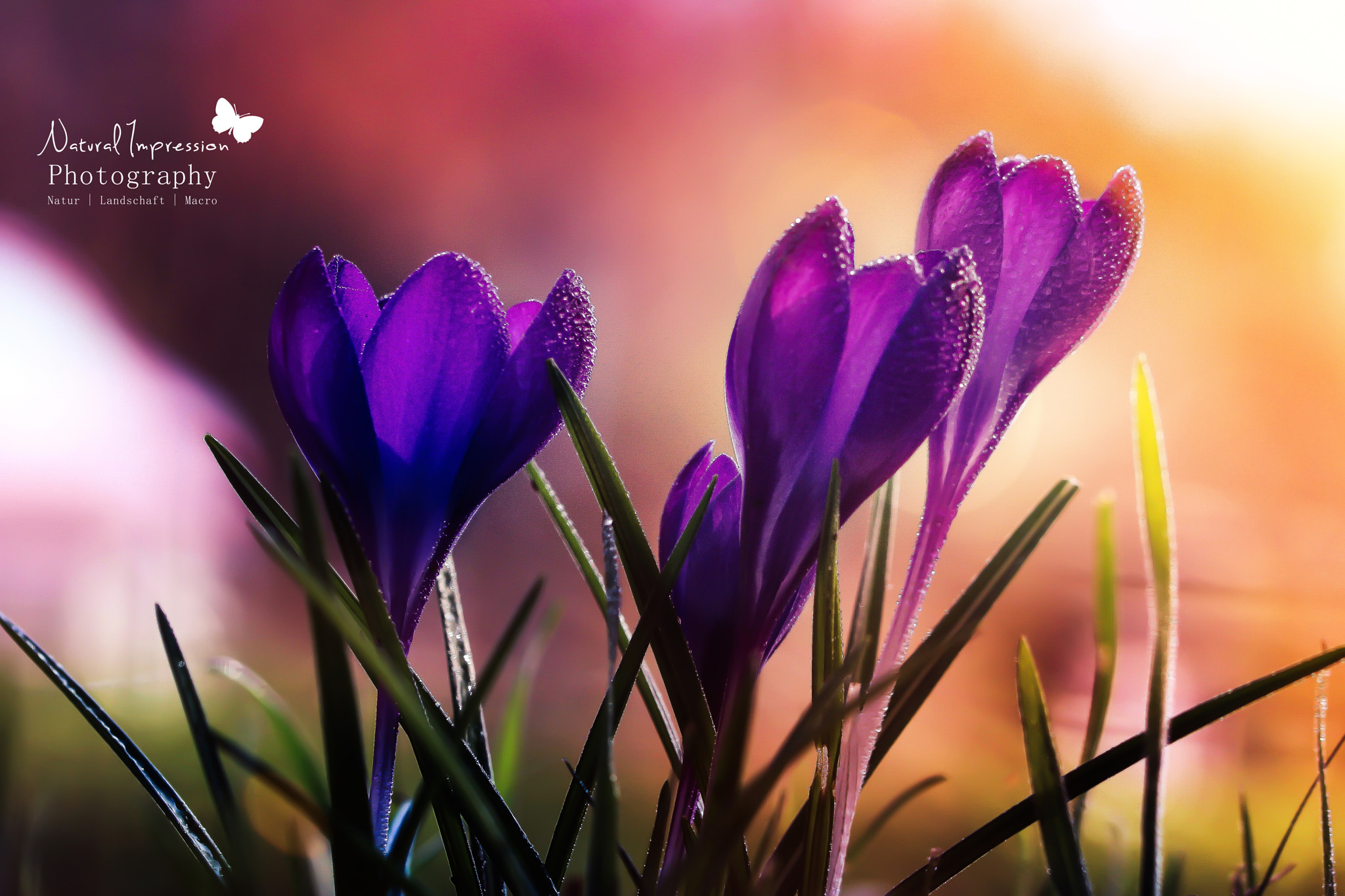Canon EF 100mm F2.8L Macro IS USM sample photo. Lovely spring photography