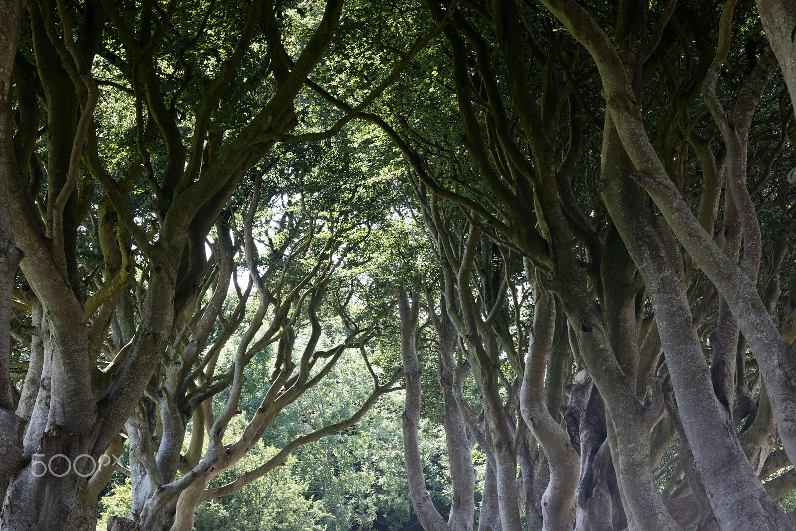 Sigma 150mm f/2.8 EX DG OS HSM APO Macro sample photo. Magical forest, northern ireland photography
