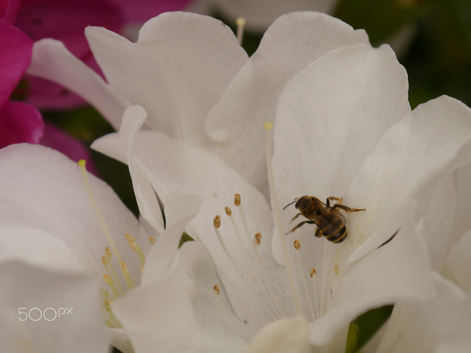 Panasonic Lumix DMC-G5 sample photo. Busy bee photography