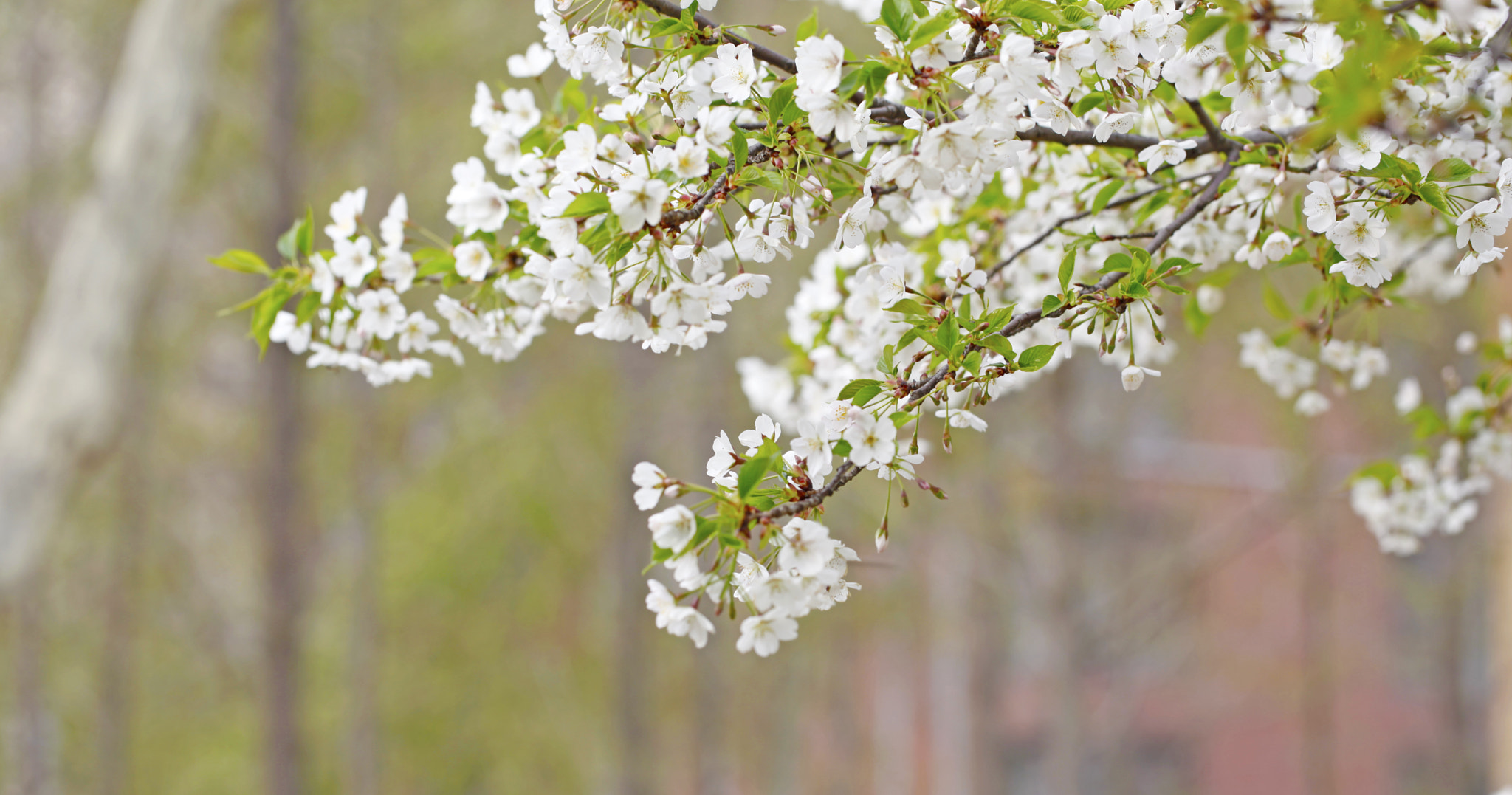 Canon EF 100mm F2.8L Macro IS USM sample photo. Mg photography