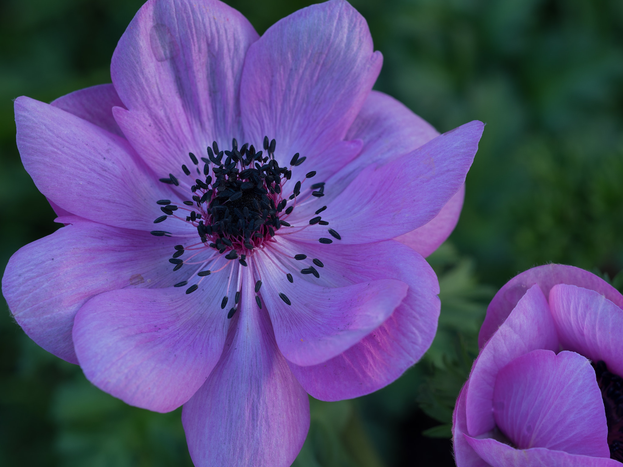 Olympus OM-D E-M1 Mark II sample photo. Purple anemone photography