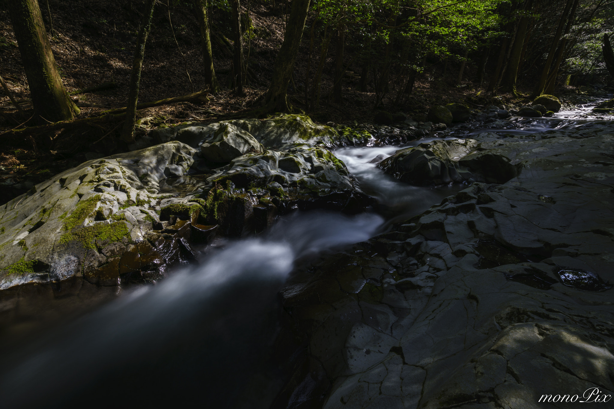 Sony a7R II sample photo. In the forest photography