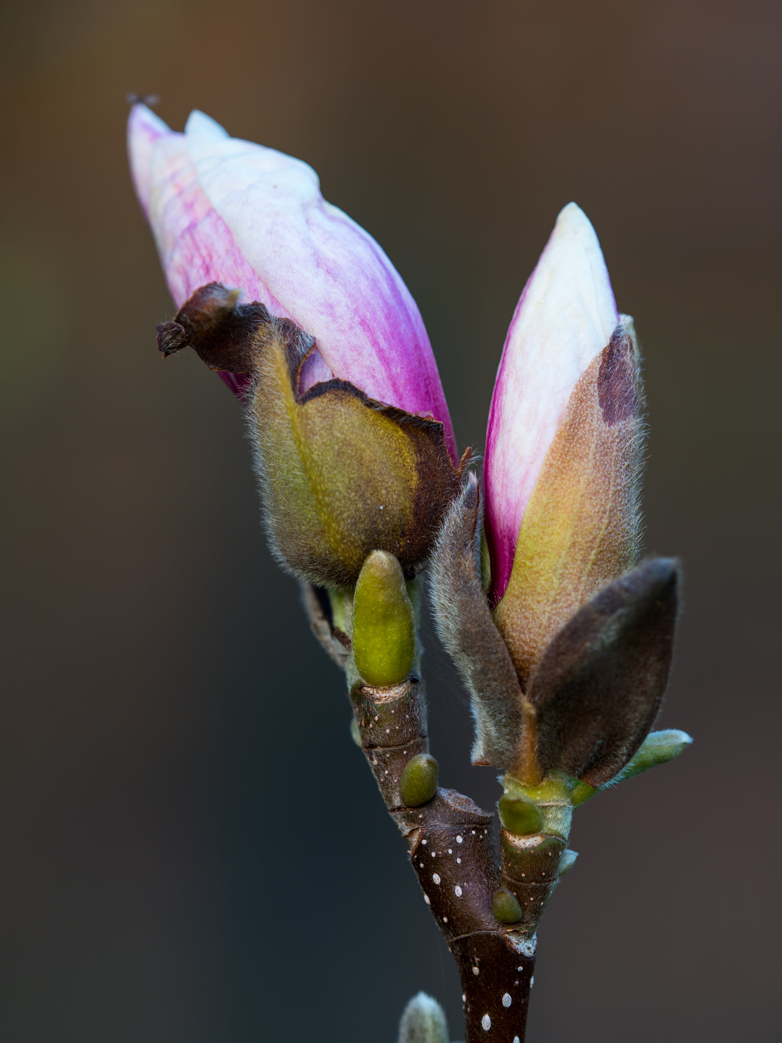 Olympus OM-D E-M1 Mark II + Olympus M.Zuiko Digital ED 40-150mm F2.8 Pro sample photo. Magnolia - bud photography