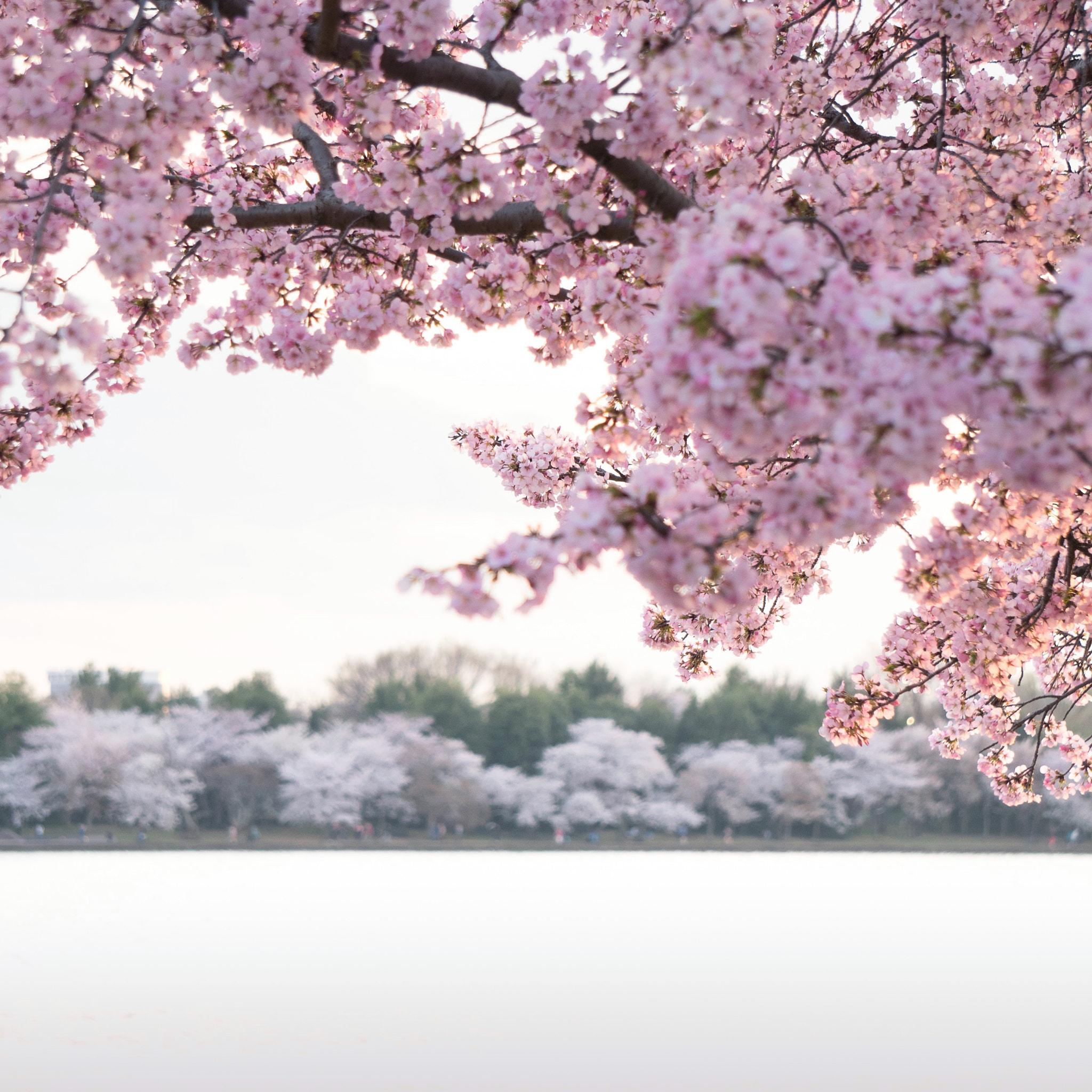 Sony a6300 + Sony E 55-210mm F4.5-6.3 OSS sample photo. Cherry blossom festival 2017 photography